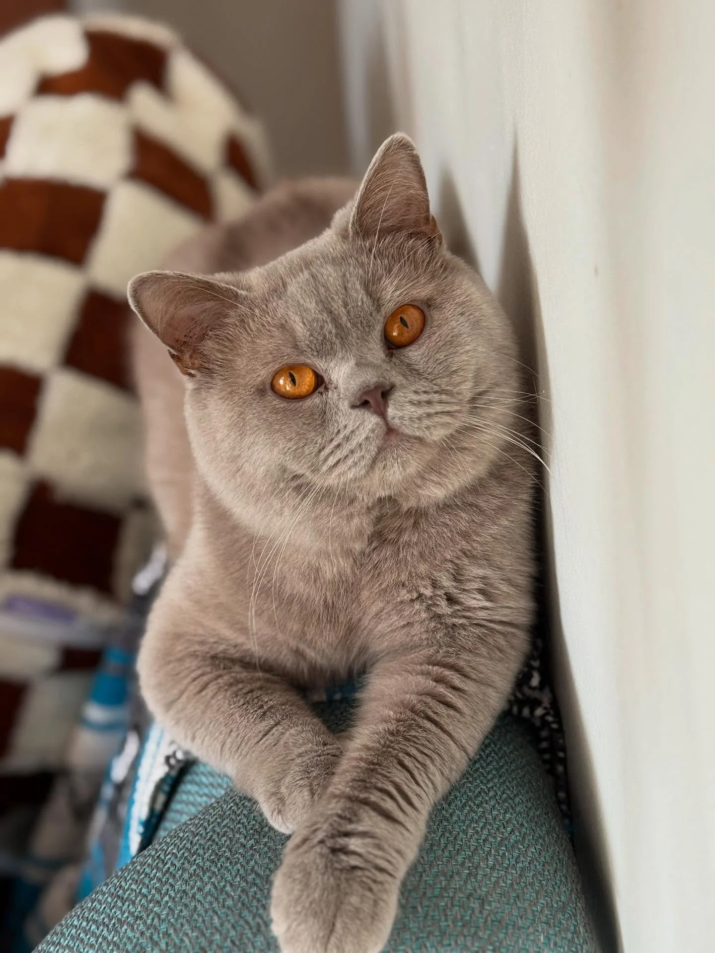 Big Mac wants to know who wants a kitten from him. ✋🏻 lilac stud British shorthair #britishshorthair #britishlilacshorthair #kittens