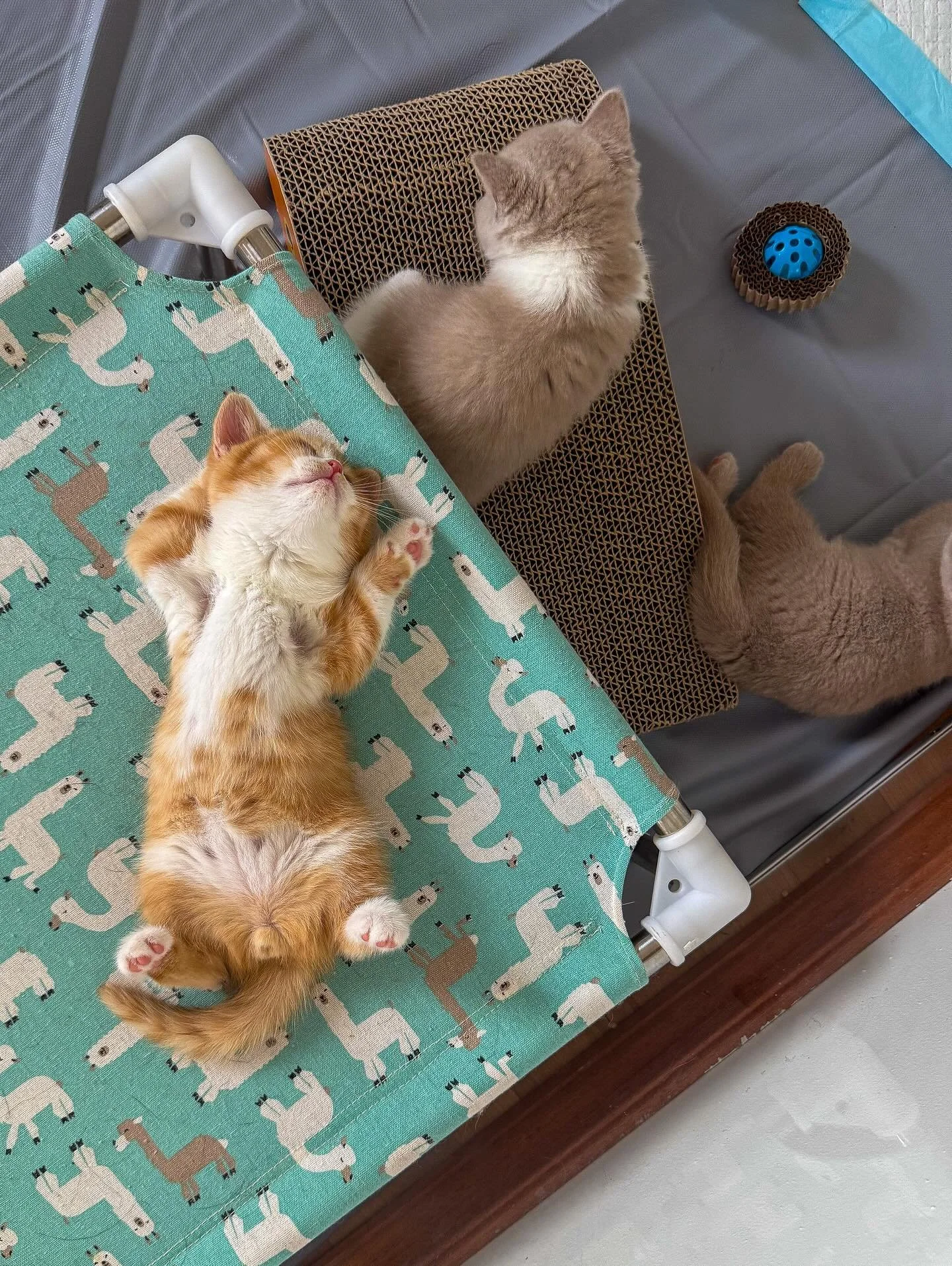 Red Bicolor male - Atomic 💥&mdash; he has his priorities straight 😹#chilaxing 

#kittens #bsh #gingercats #britishshorthair #catsofinstagram #alaska #southeastalaska #summervibes☀️