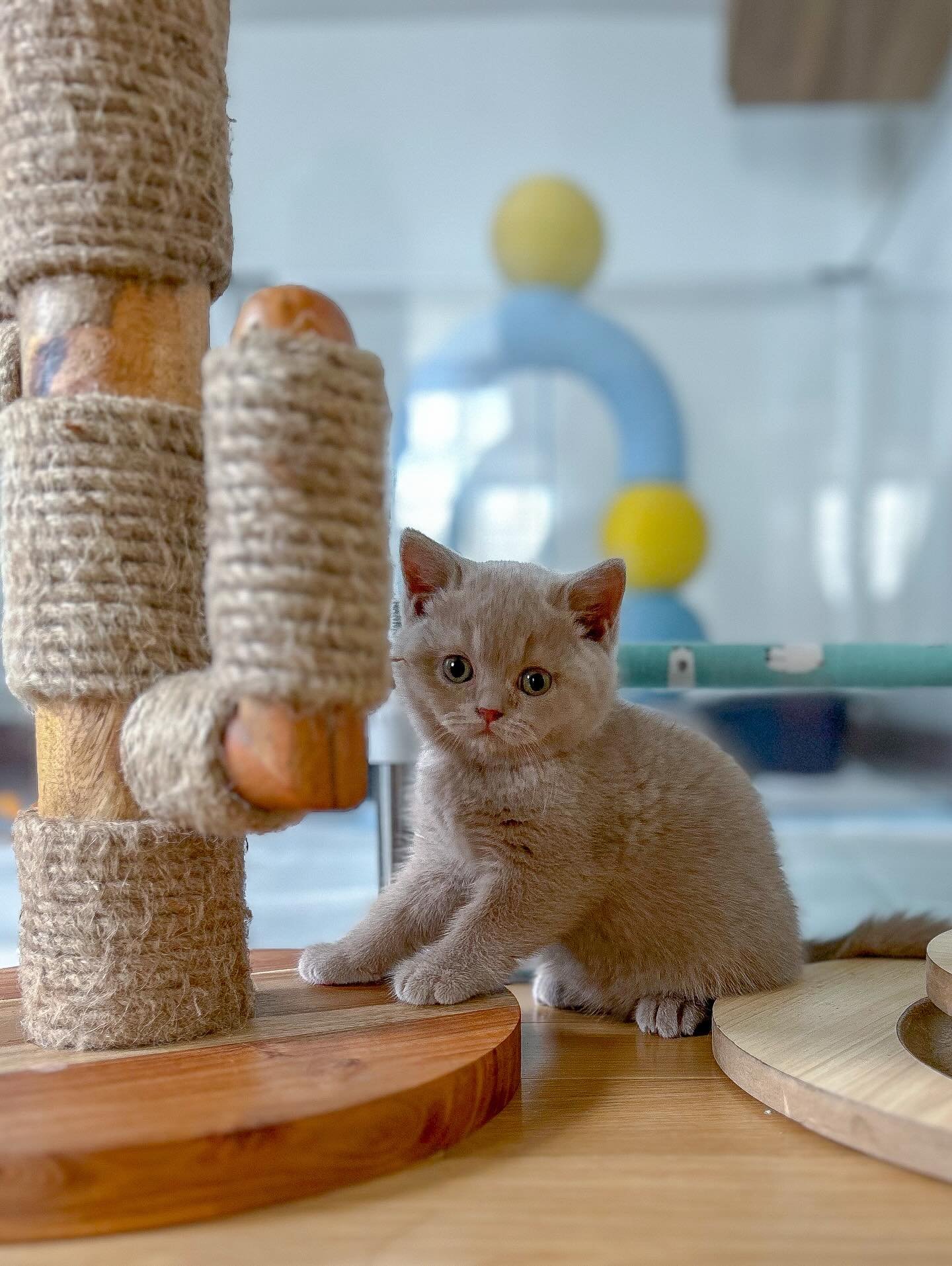 Solid Fawn male - Amigo. Turning into a cuddly teddy bear.🧸 He is the first to follow you around and snuggle. His color is also very unique! He is the only brown based British color that can have a pink nose and pink toe beans 😻

Cat color lesson f