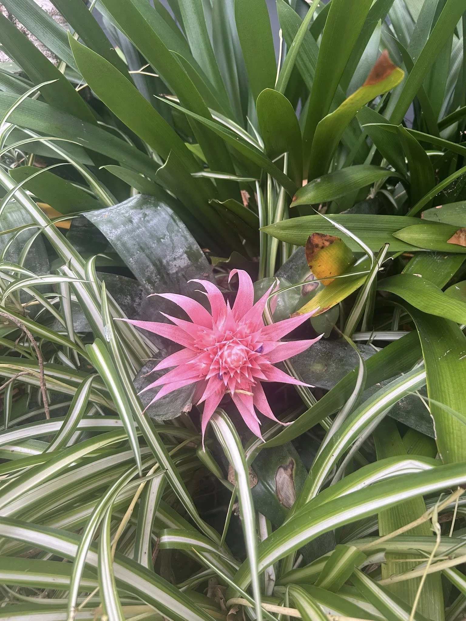 Croydon Garden Club - Author Talk