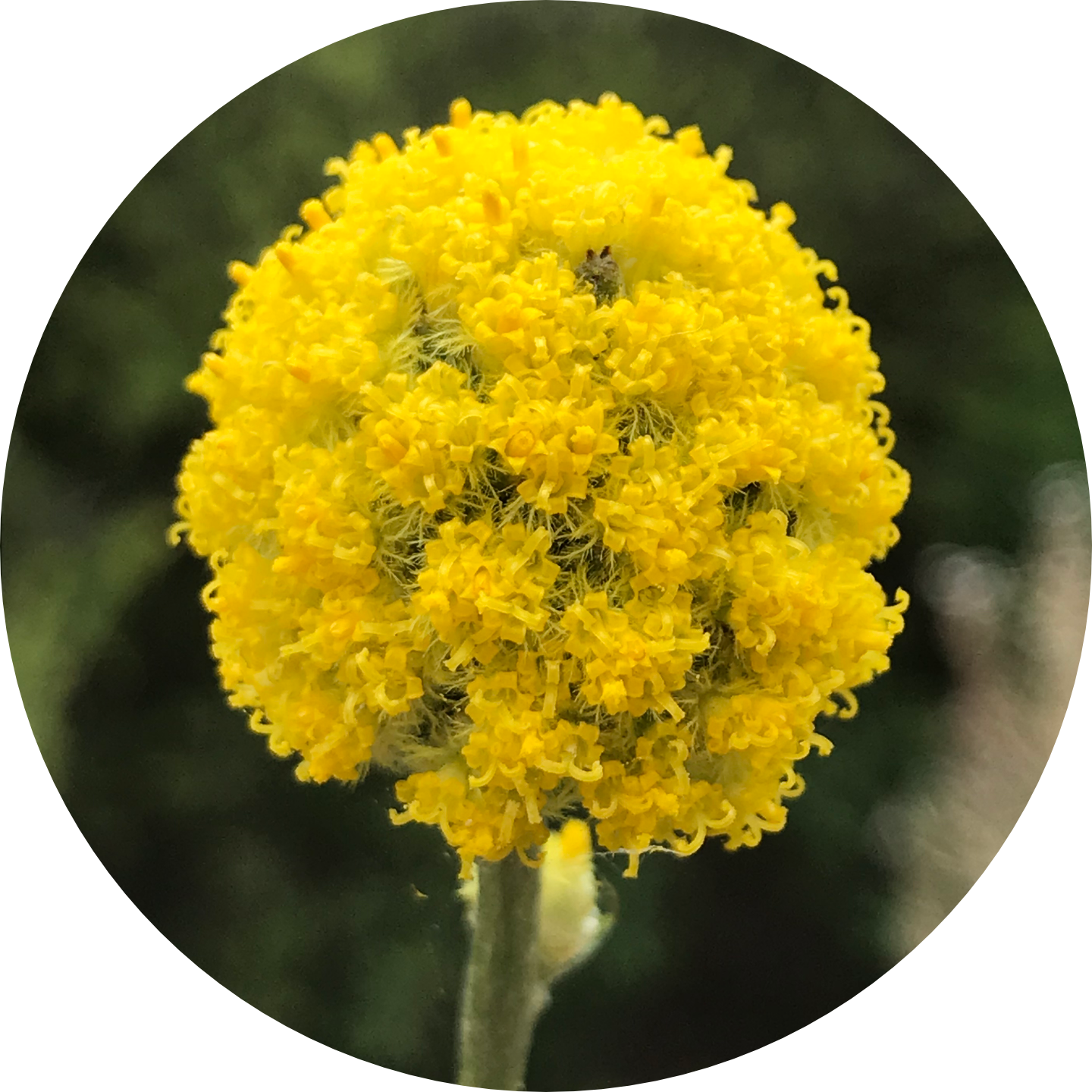 Australian Garden History Society - Author Talk