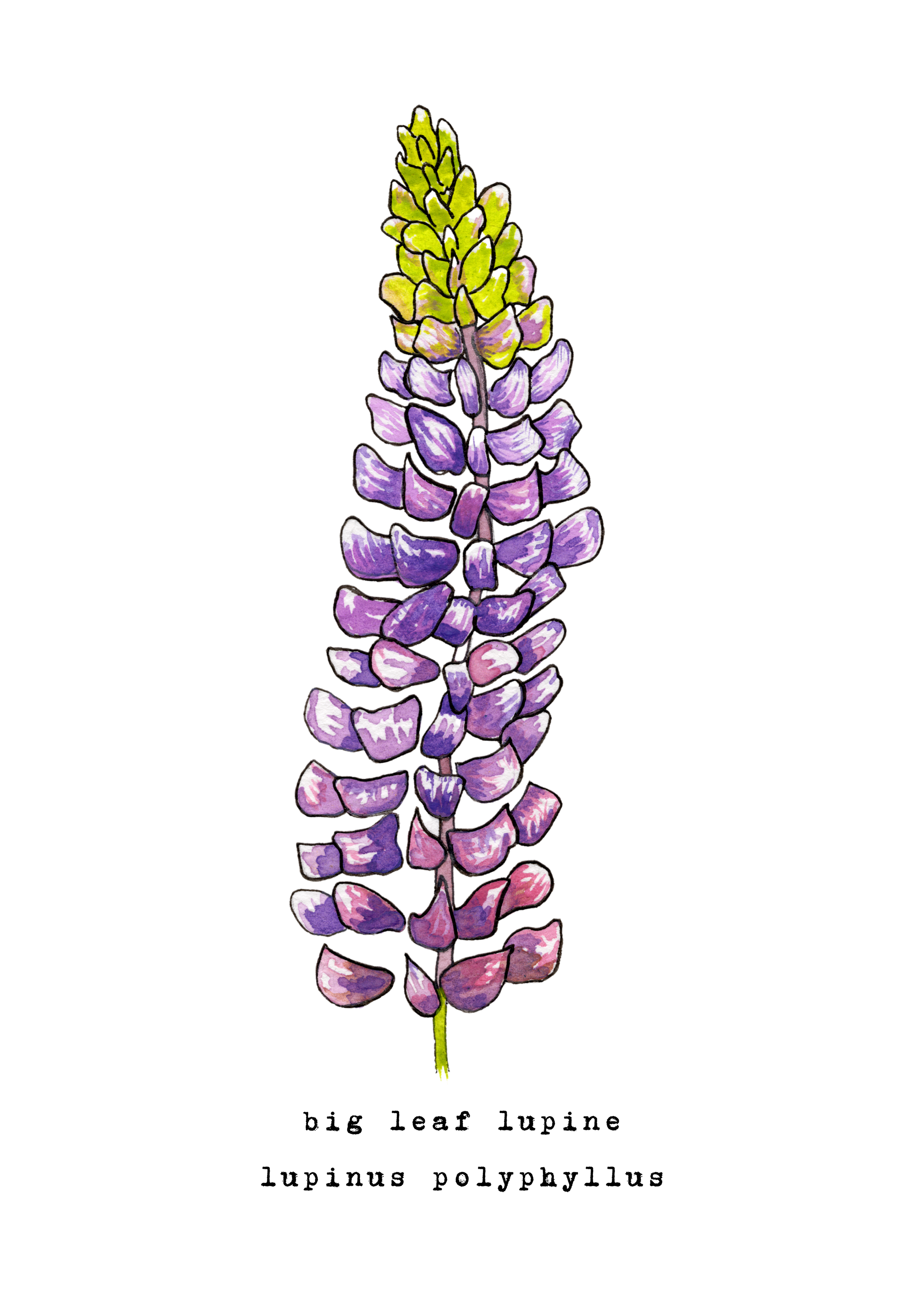 5 x 7 inch ‘Big Leaf Lupine’ Watercolor Print