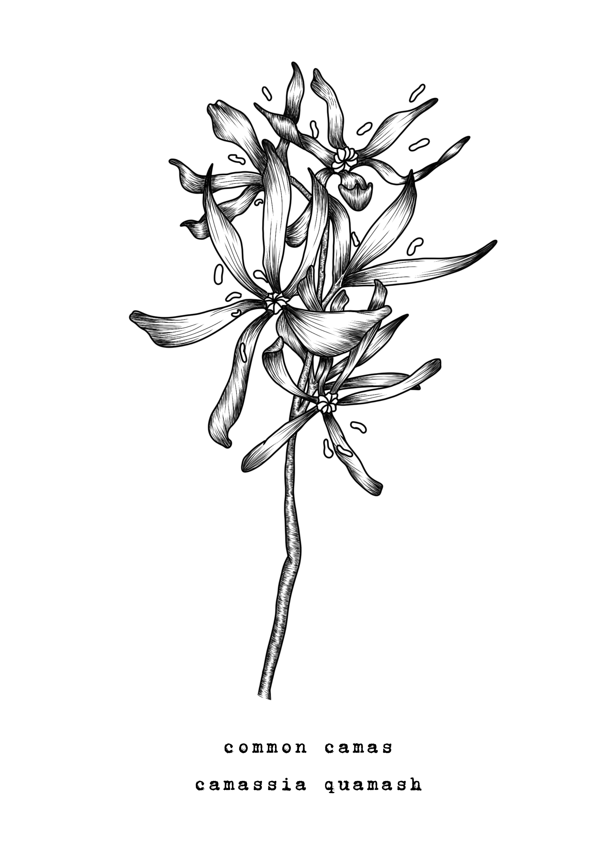 5 x 7 inch Camas Ink Print