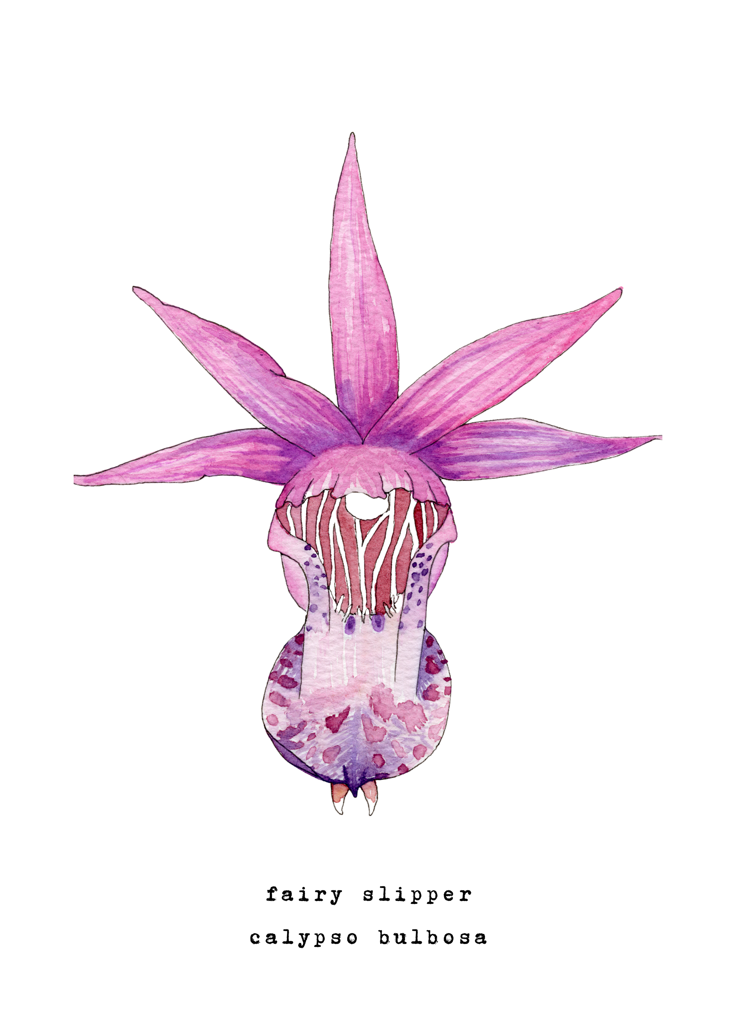 5 x 7 inch ‘Pink Fairyslipper’ Watercolor Print
