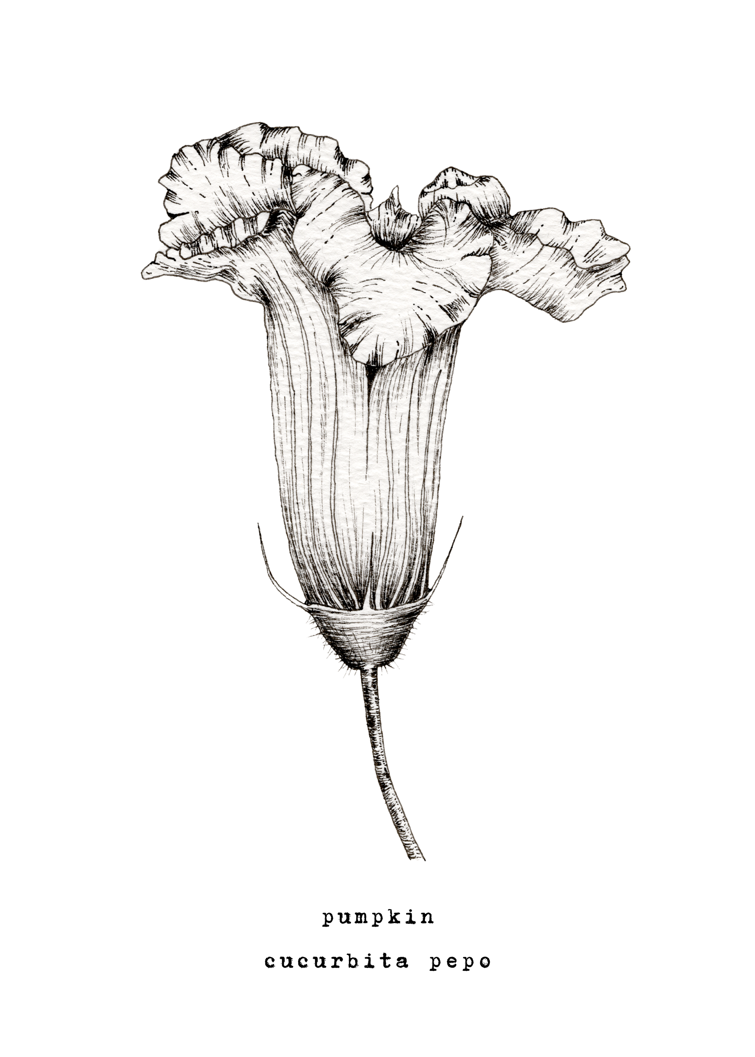 5 x 7 & 8 x 10 inch Pumpkin Blossom Ink Print