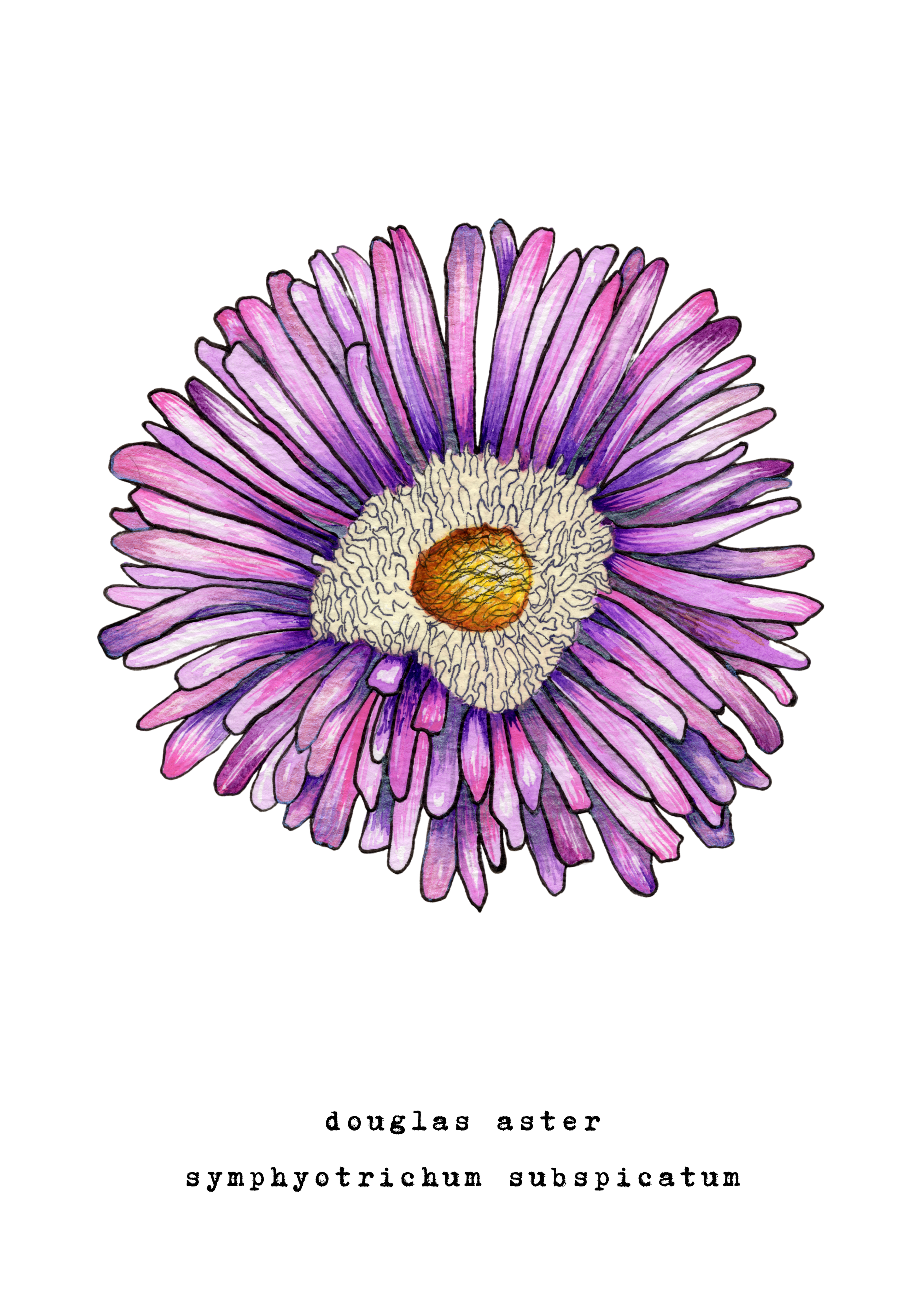 5 x 7 inch Douglas Aster Watercolor Print