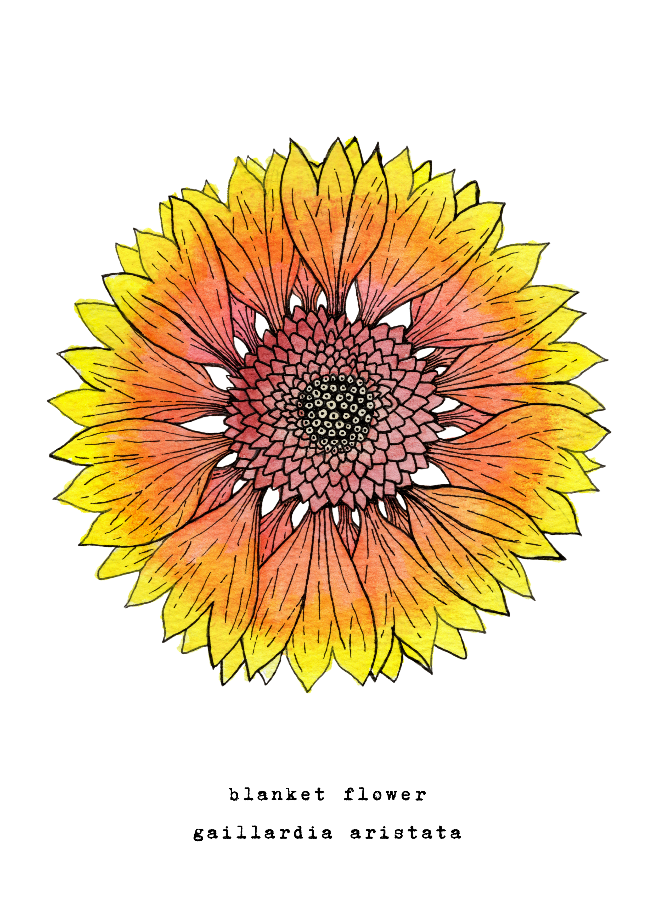 5 x 7 inch ‘Blanketflower’ Watercolor Print