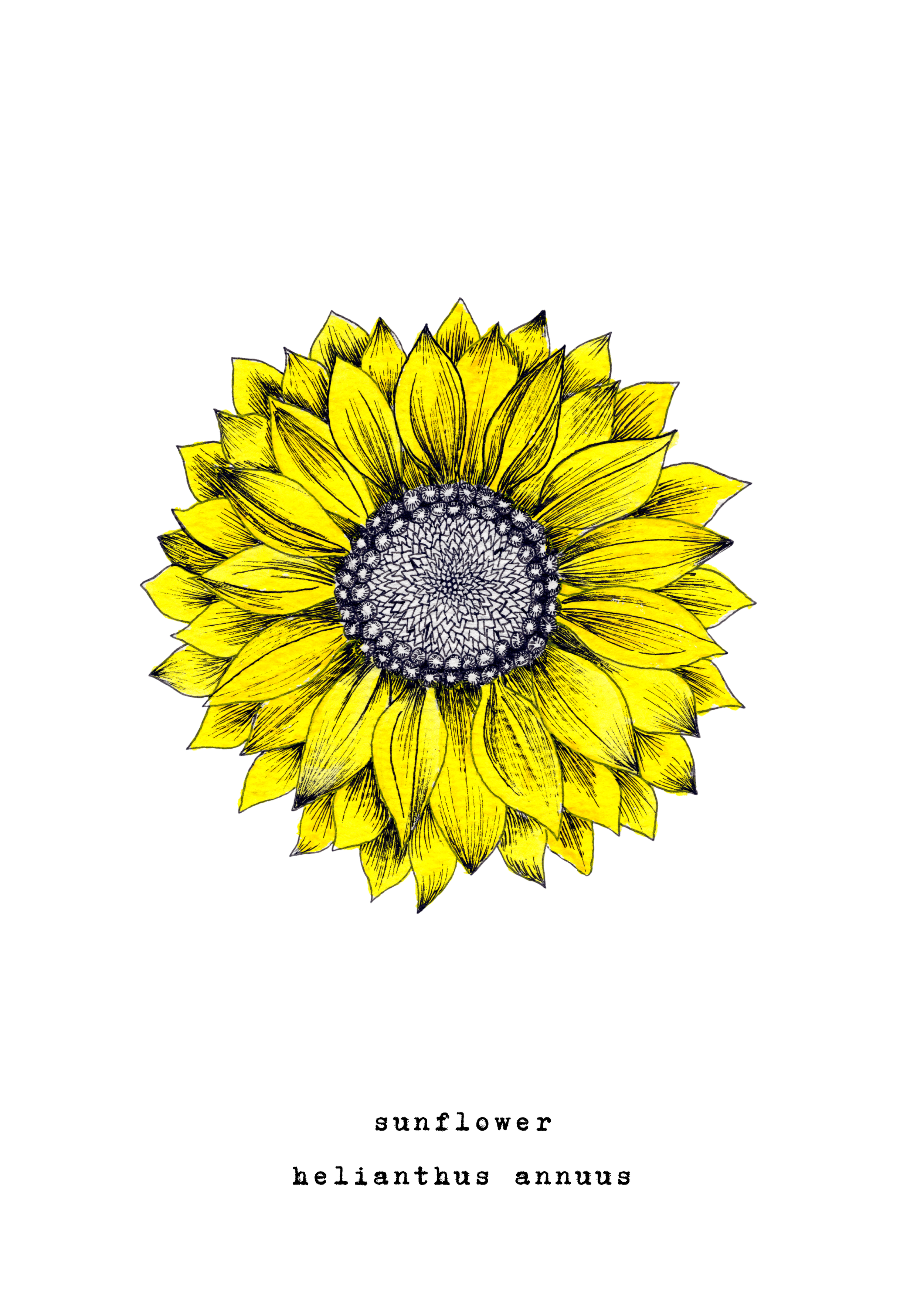 5 x 7 inch Sunflower Watercolor Print