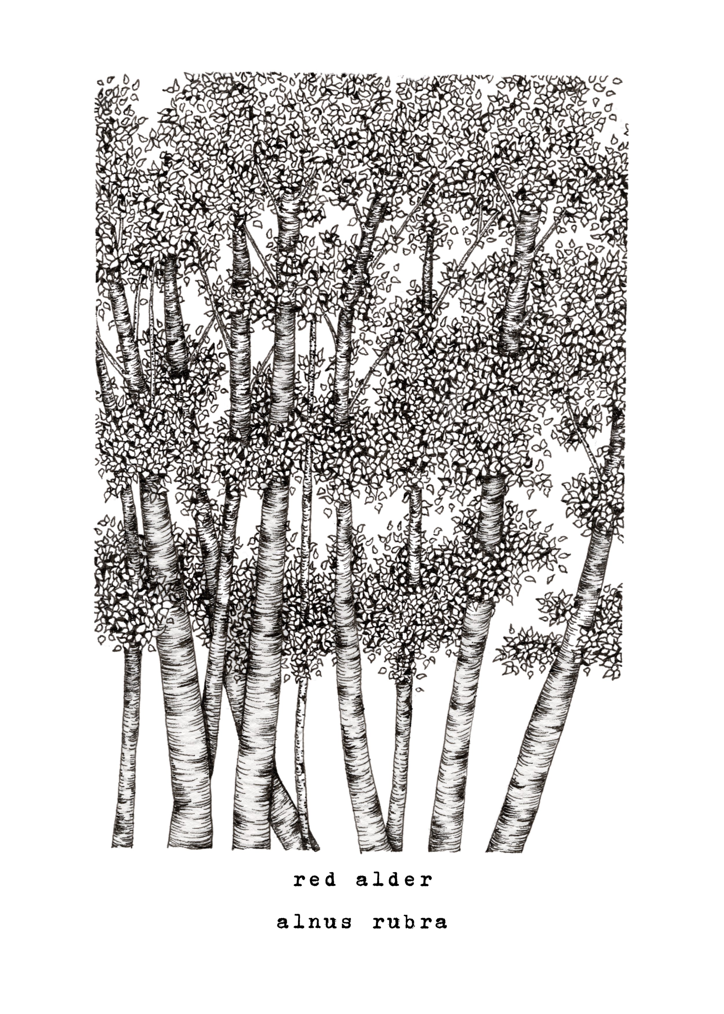 5 x 7 & 8 x 10 inch Red Alder Print