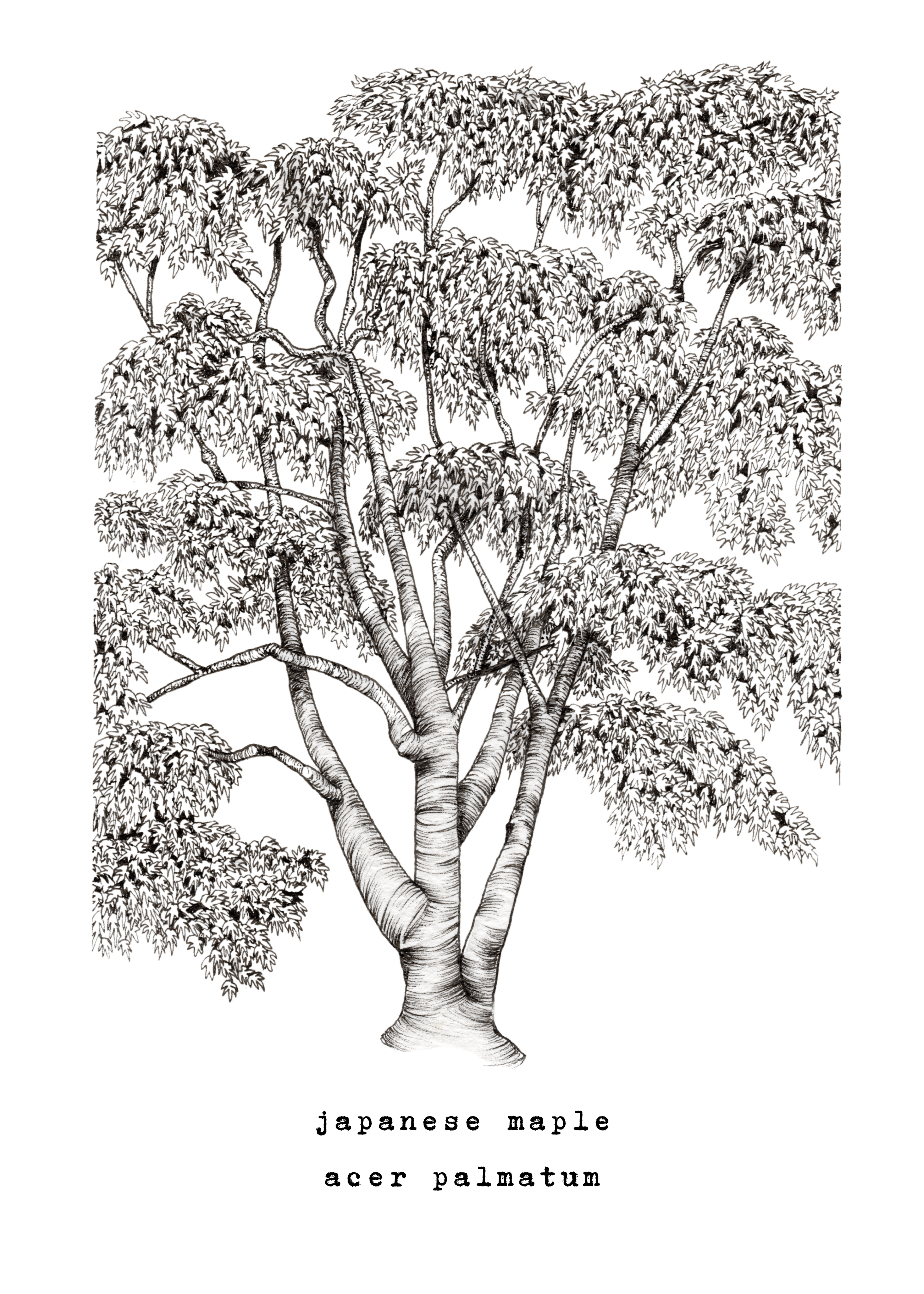 5 x 7 & 8 x 10 inch Japanese Maple Ink Print