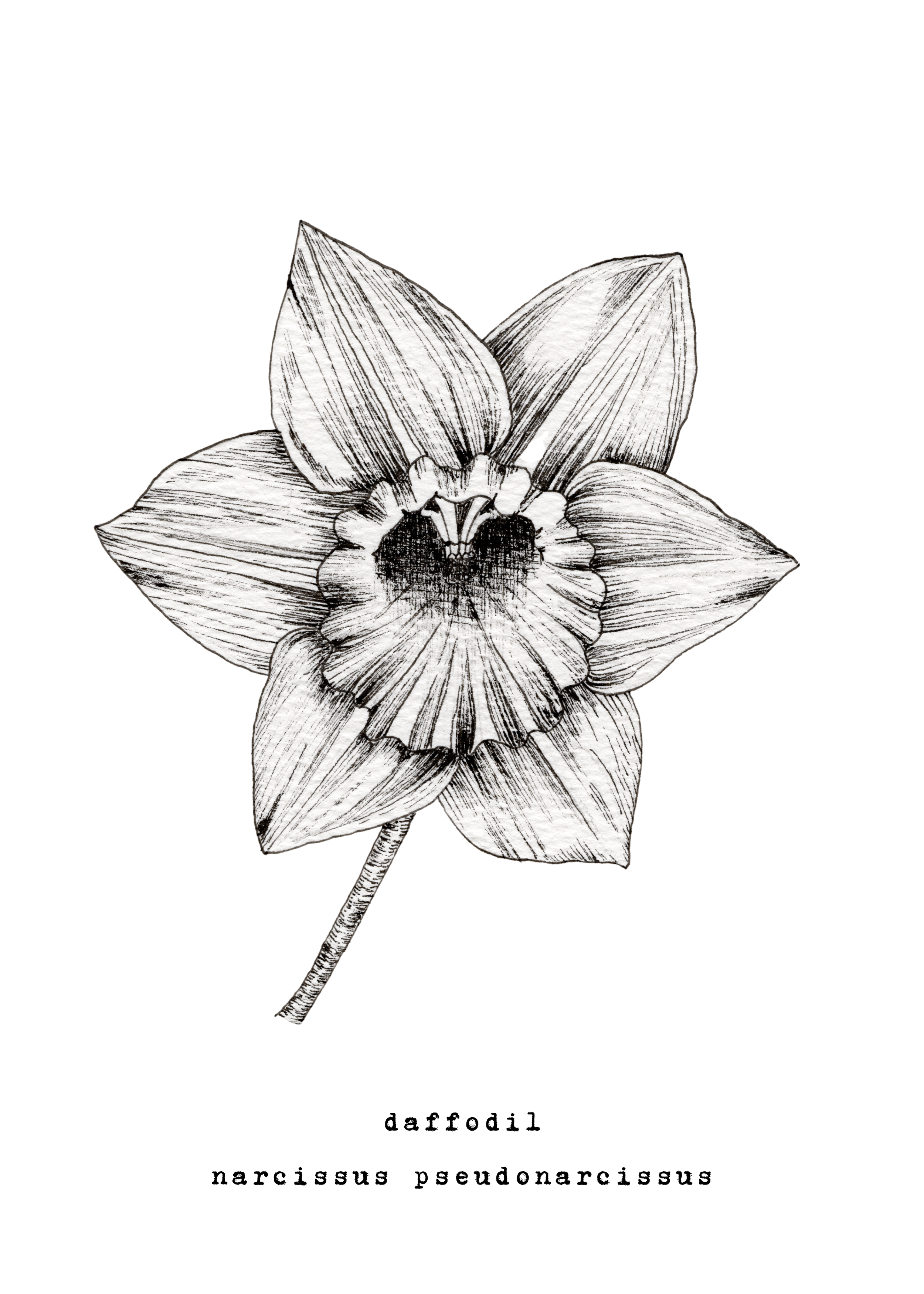 5 x 7 inch Daffodil Ink Print