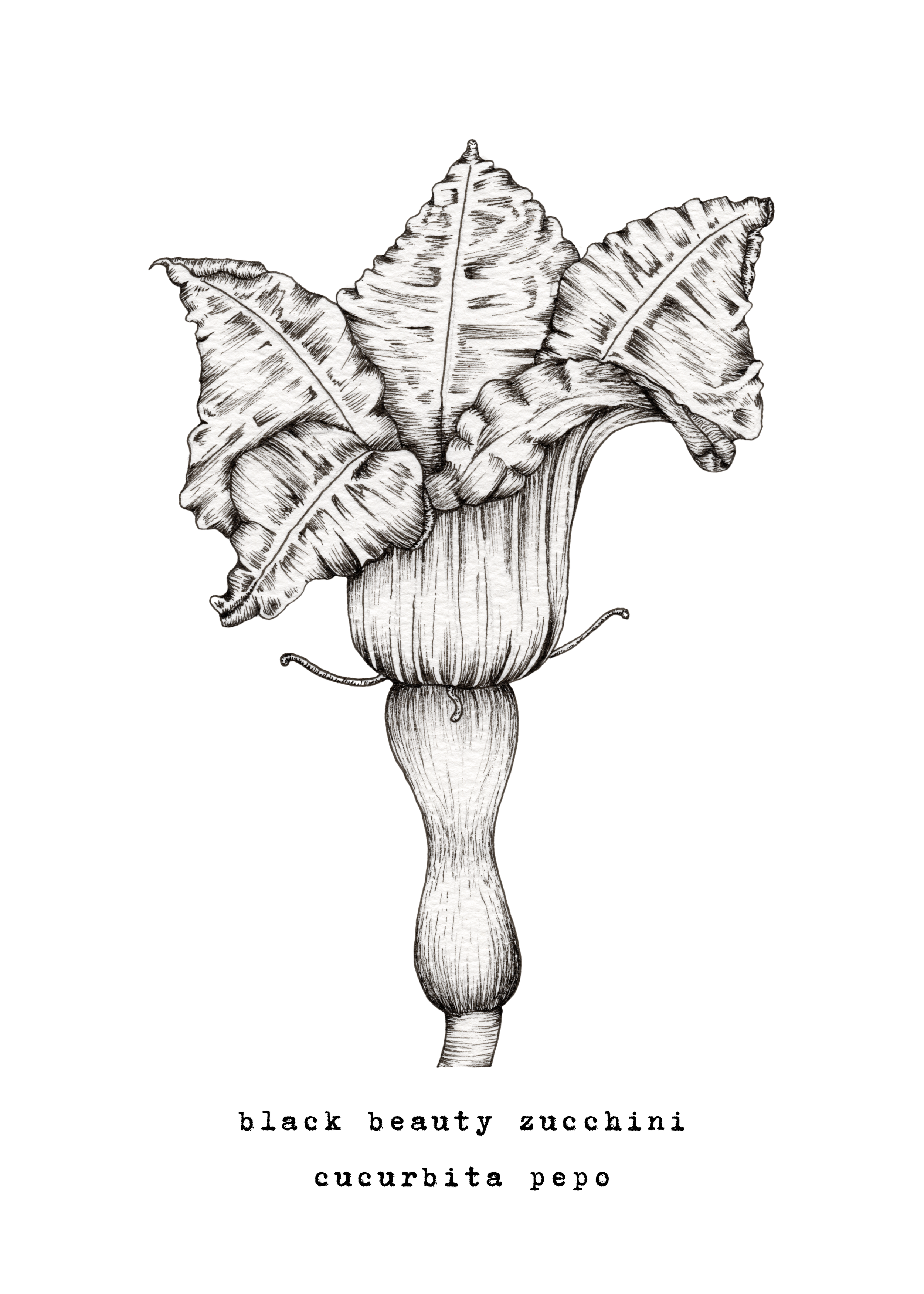 5 x 7 & 8 x 10 inch Zucchini Ink Print