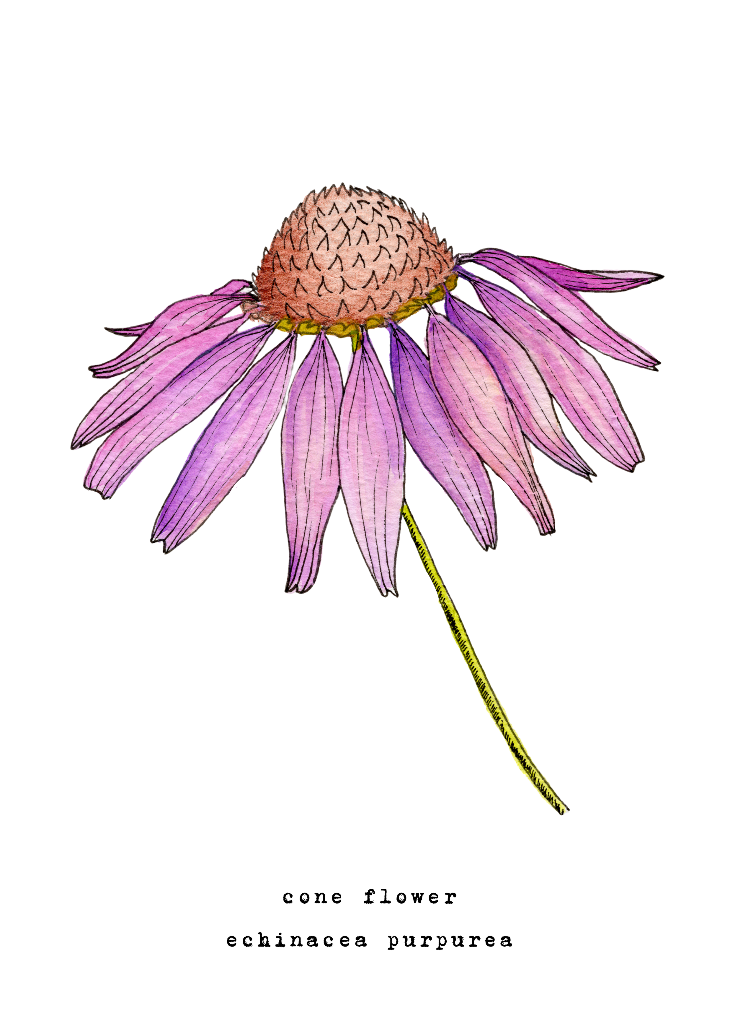 5 x 7 inch ‘Coneflower’ Watercolor Print