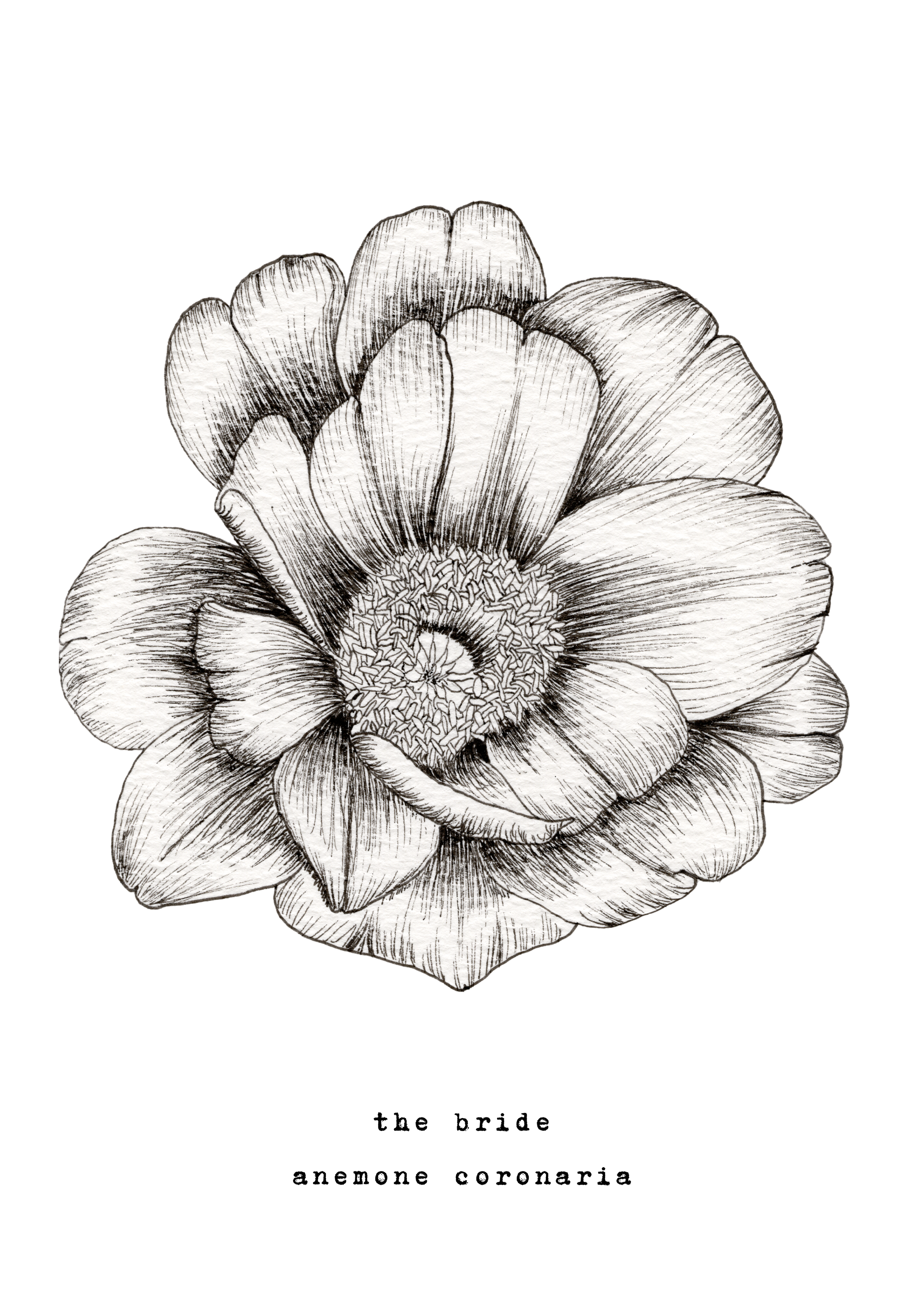 5 x 7 inch ‘Bride’ Ink Print