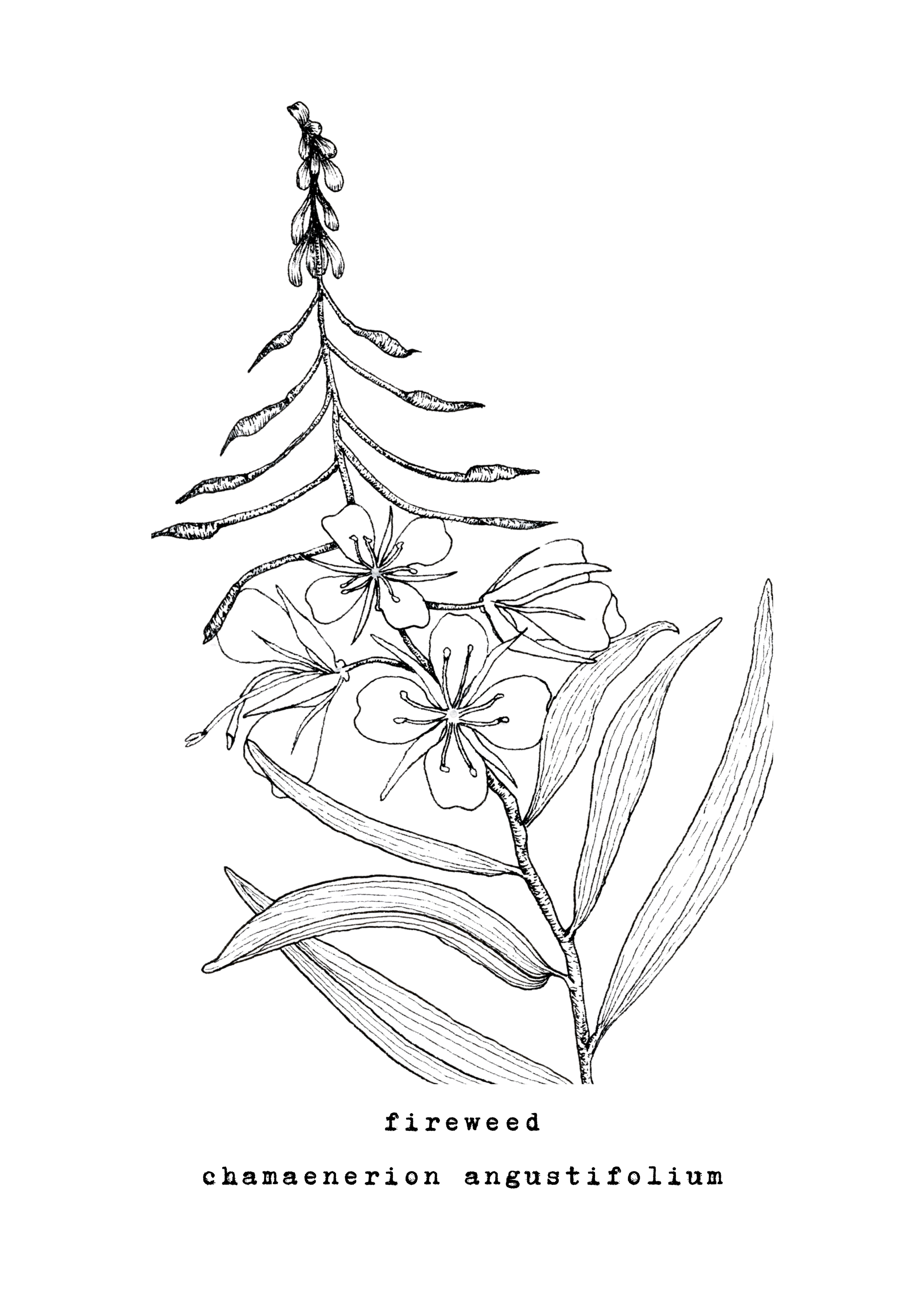 5 x 7 inch ‘Fireweed’ Print