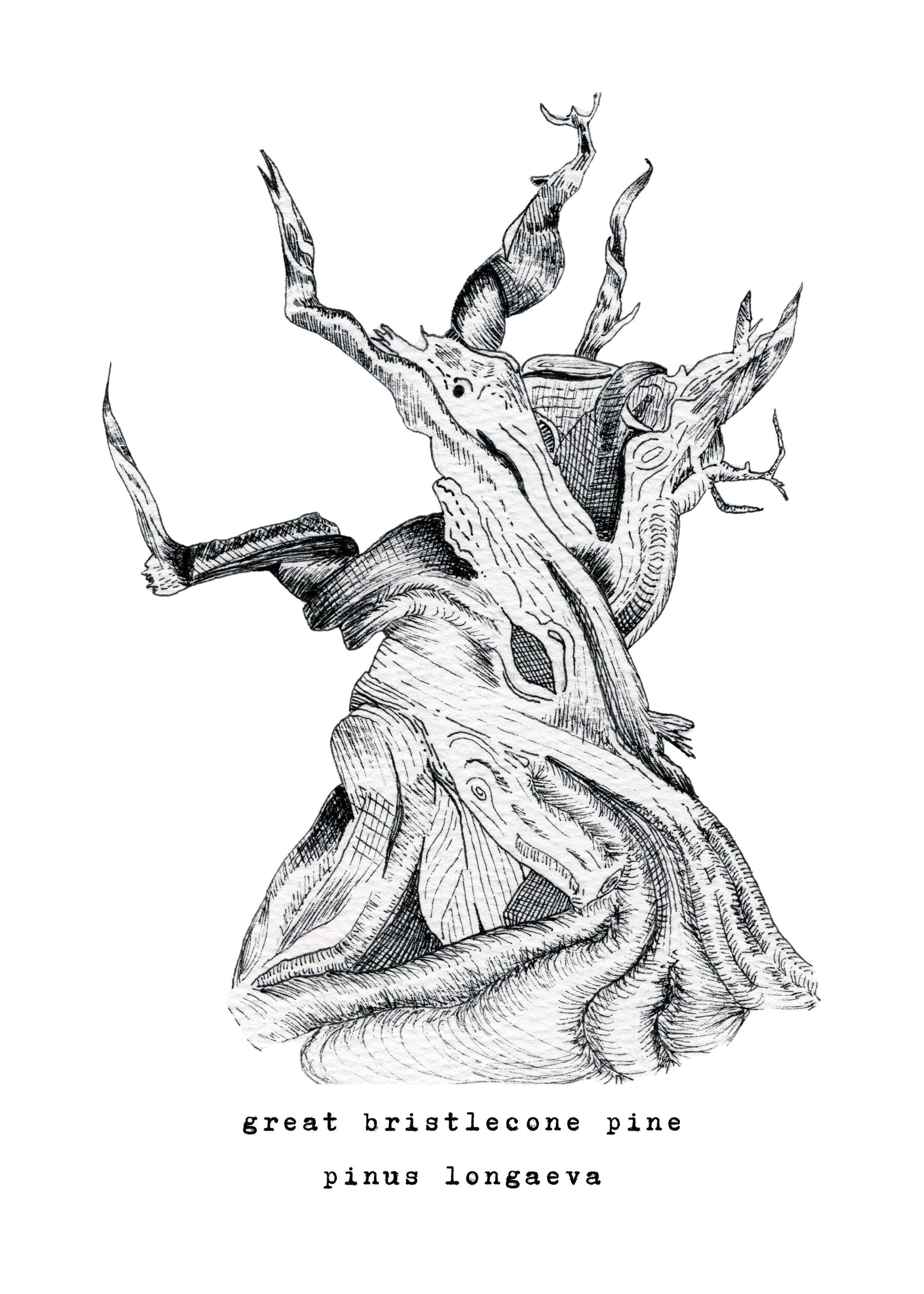 5 x 7 inch ‘Methuselah’ Great Bristlecone Pine Tree Print