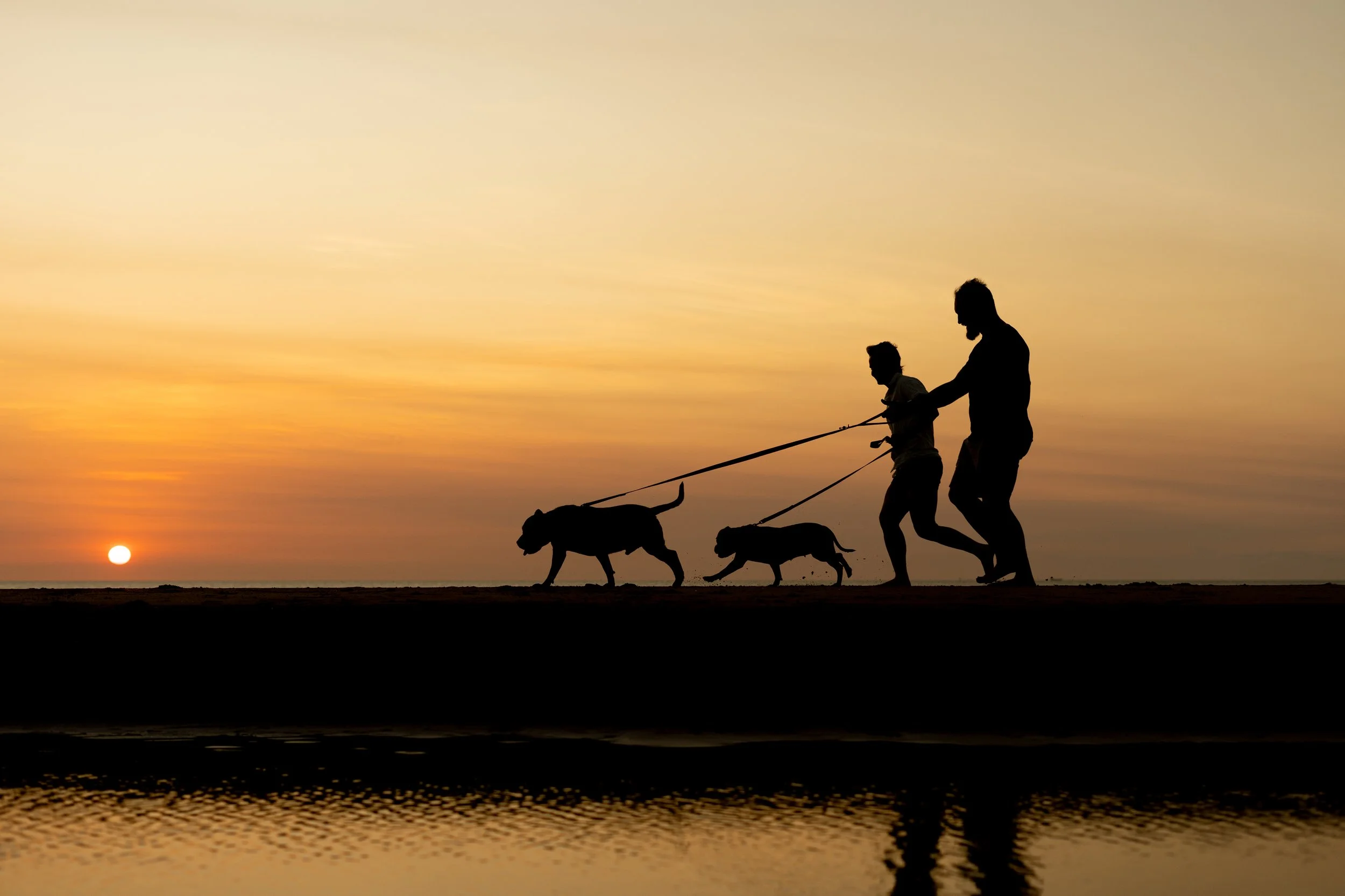 Silhouettes of two men walking dogs along the beach at sunset.