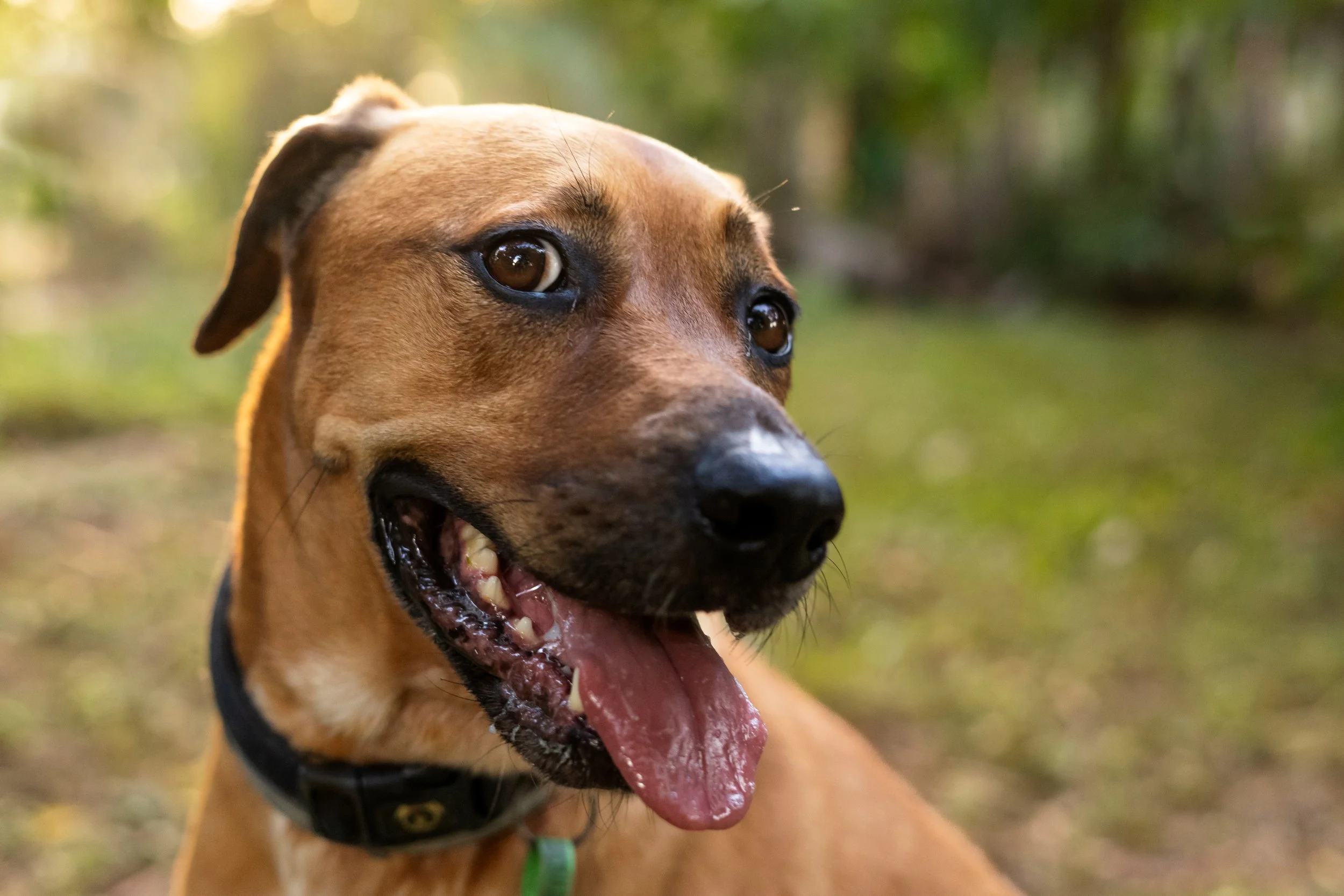 Close-up of a happy brown dog with a black collar, outdoors on green grass and foliage, with its mouth open and tongue out.