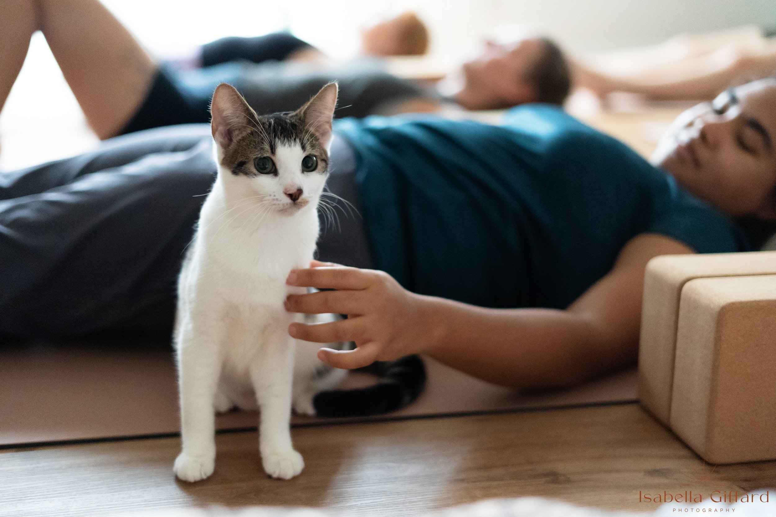 Kitten Yoga, Darwin