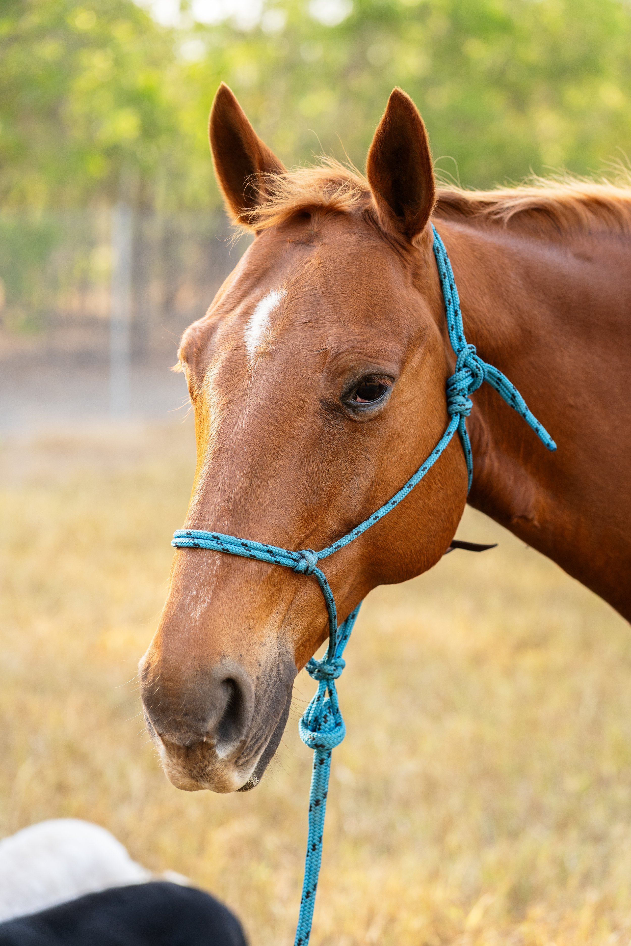 IGP Amy horse test shoot-15.jpg