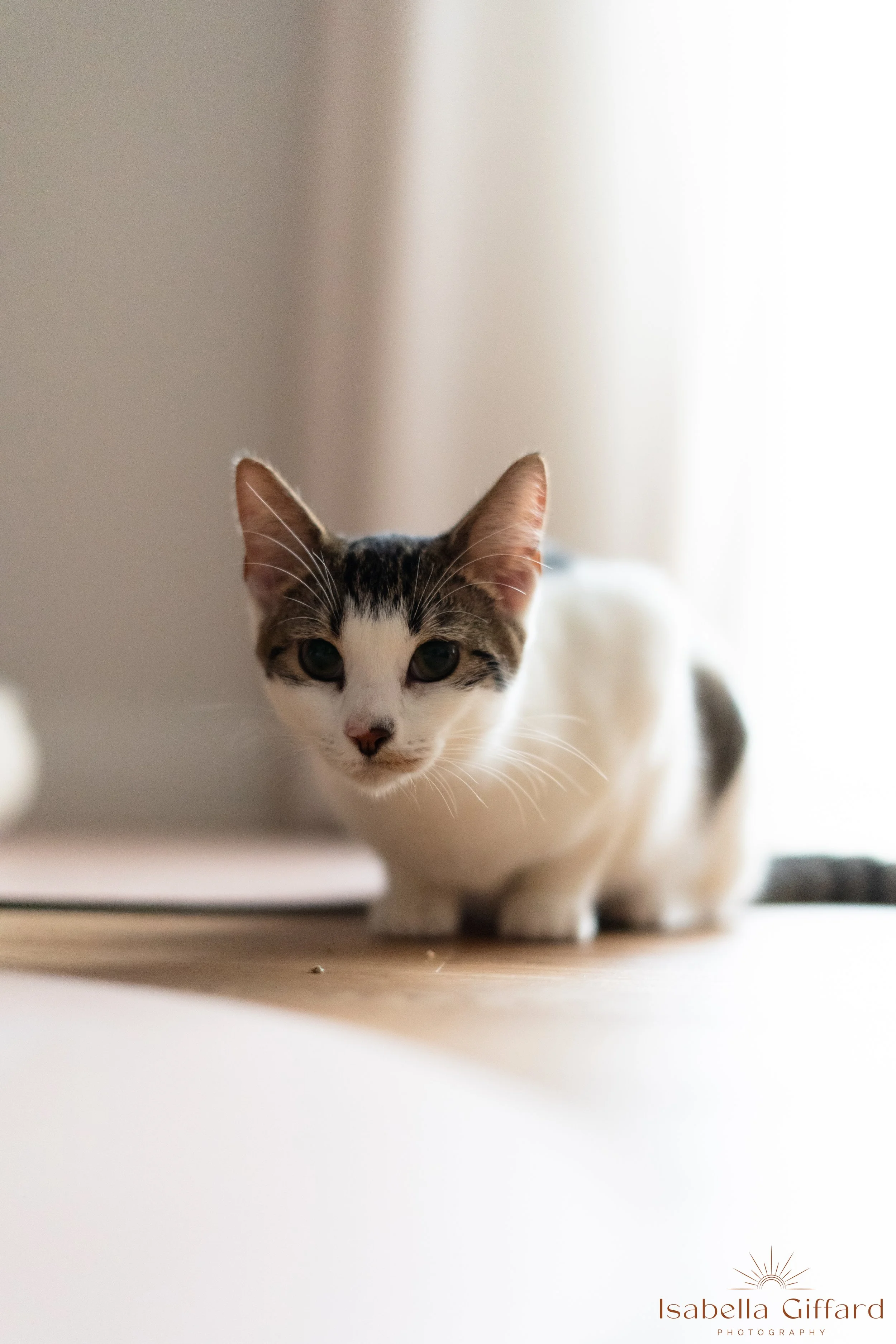 IGP Save A Paw NT with Ground and Flow Kitten Yoga-39.jpg