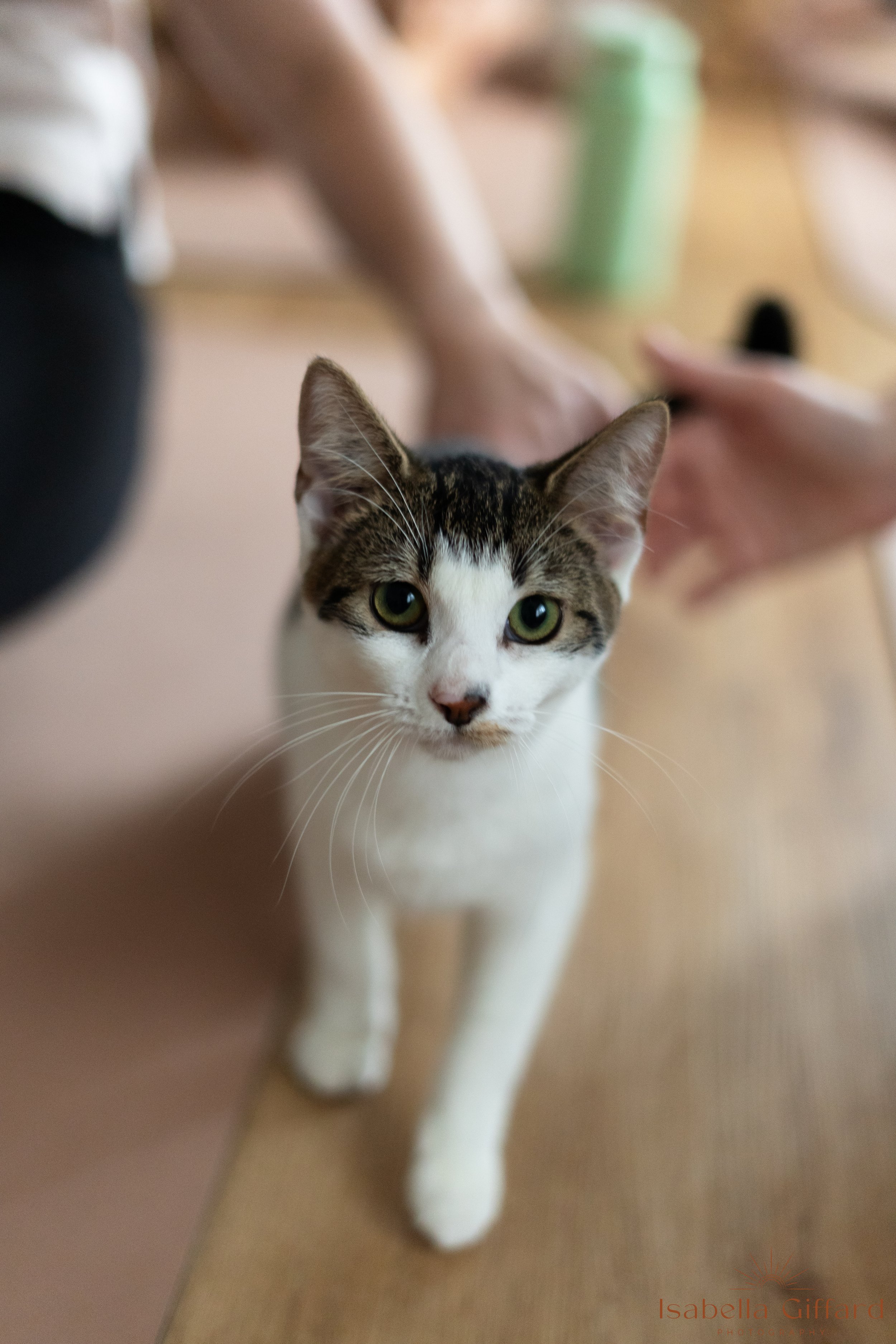 IGP Save A Paw NT with Ground and Flow Kitten Yoga-51.jpg