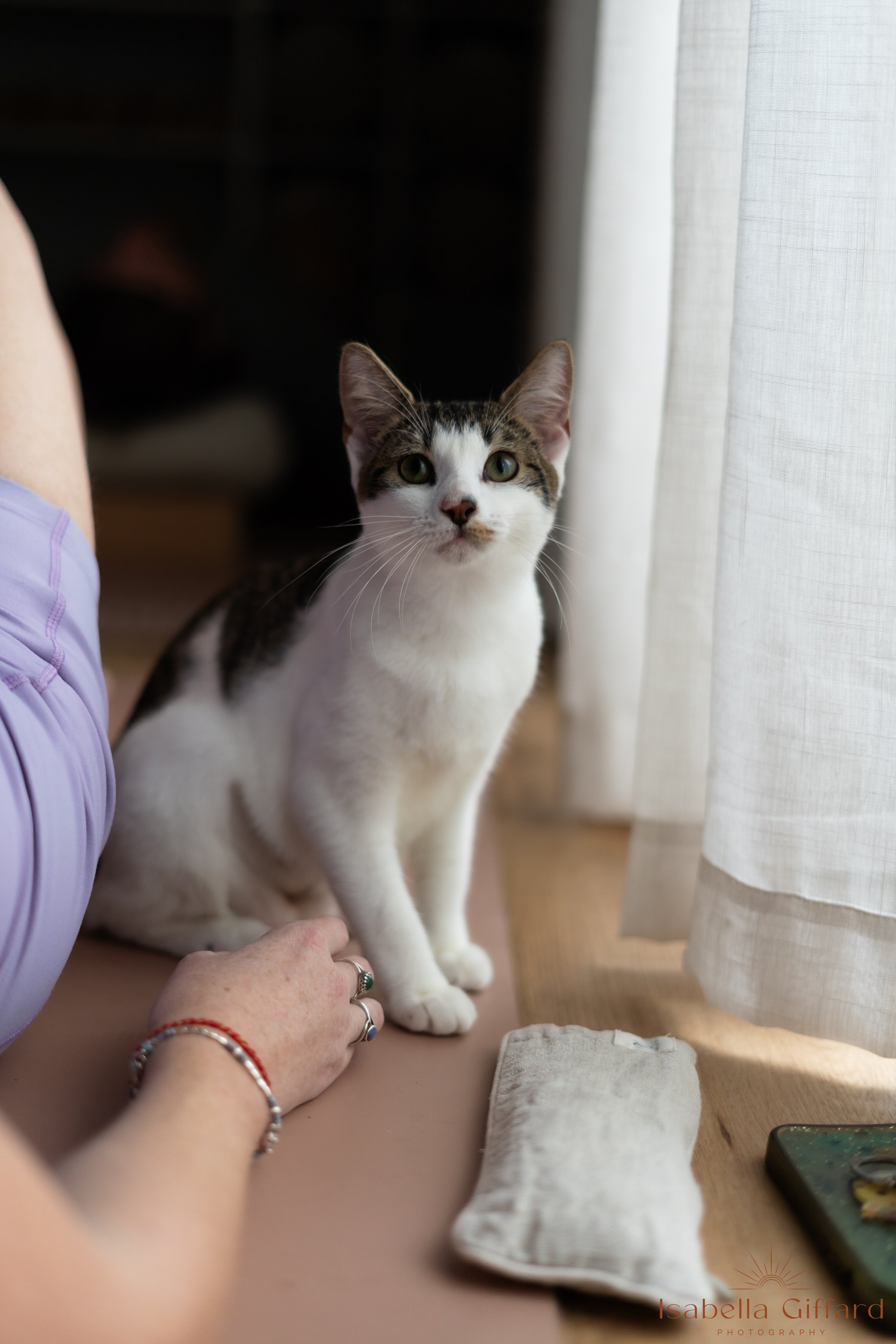 IGP Save A Paw NT with Ground and Flow Kitten Yoga-66.jpg