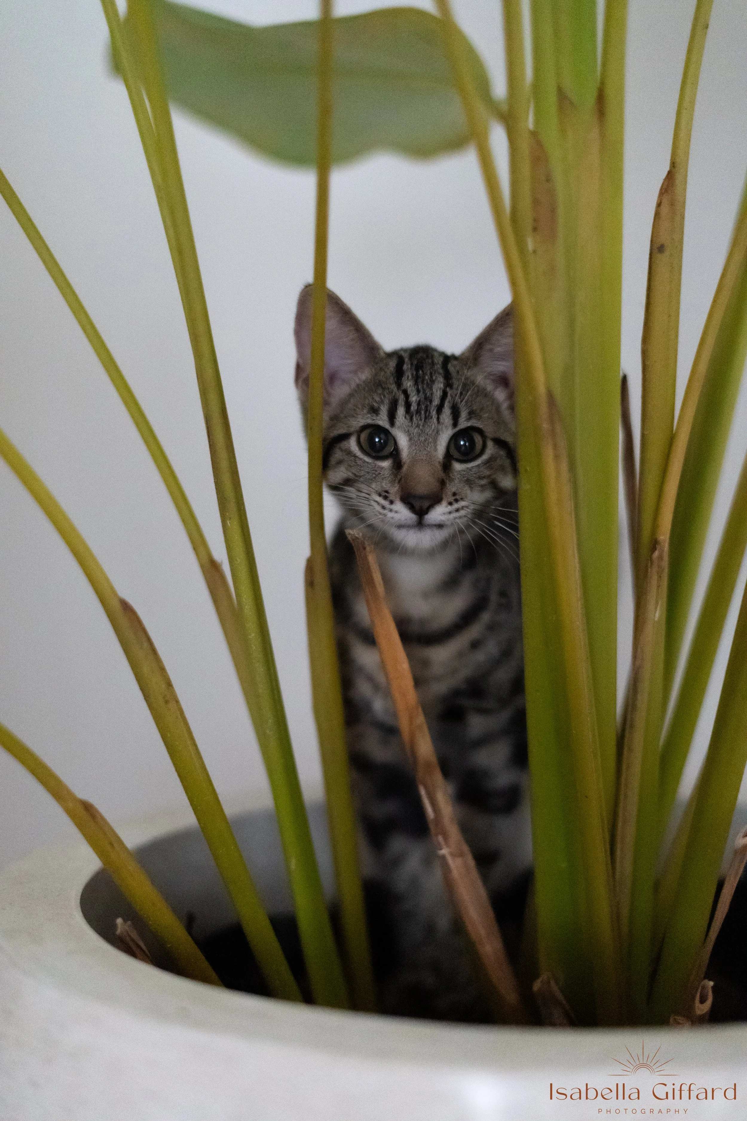 IGP Save A Paw NT with Ground and Flow Kitten Yoga-102.jpg