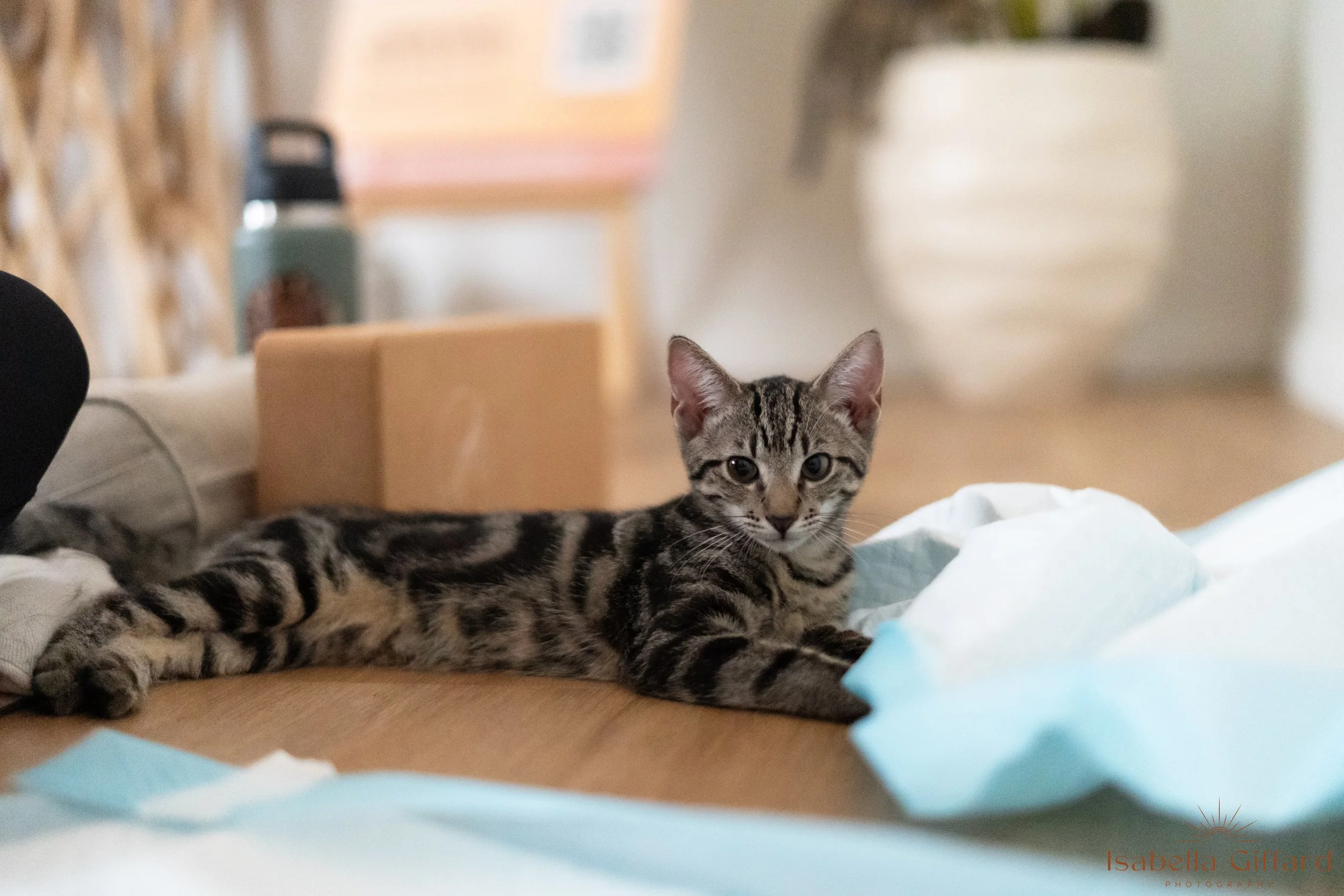 IGP Save A Paw NT with Ground and Flow Kitten Yoga-107.jpg