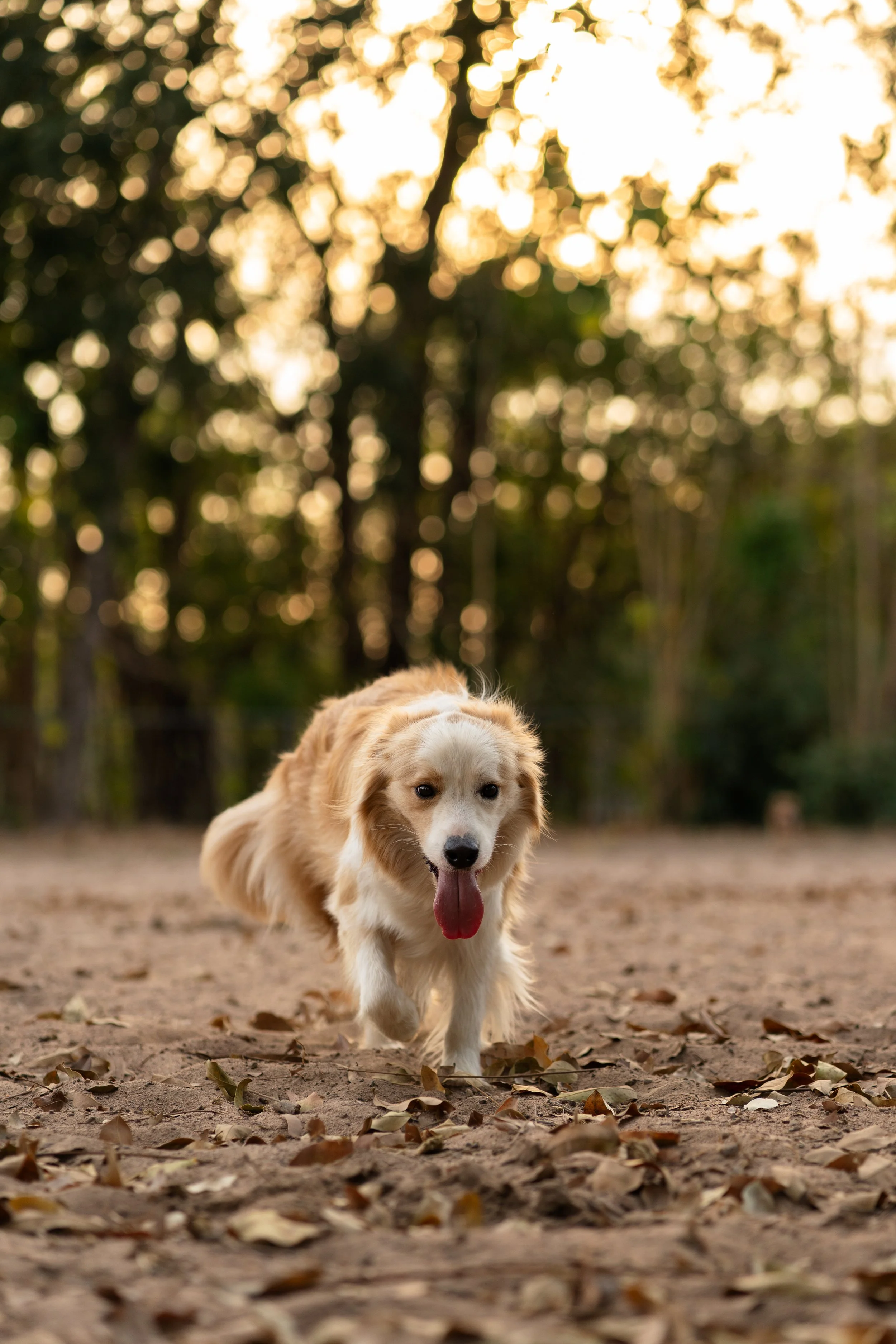 A golden retriever running outdoors on a dirt surface with fallen leaves, with a blurred background of trees and sunlight filtering through the leaves in the evening.