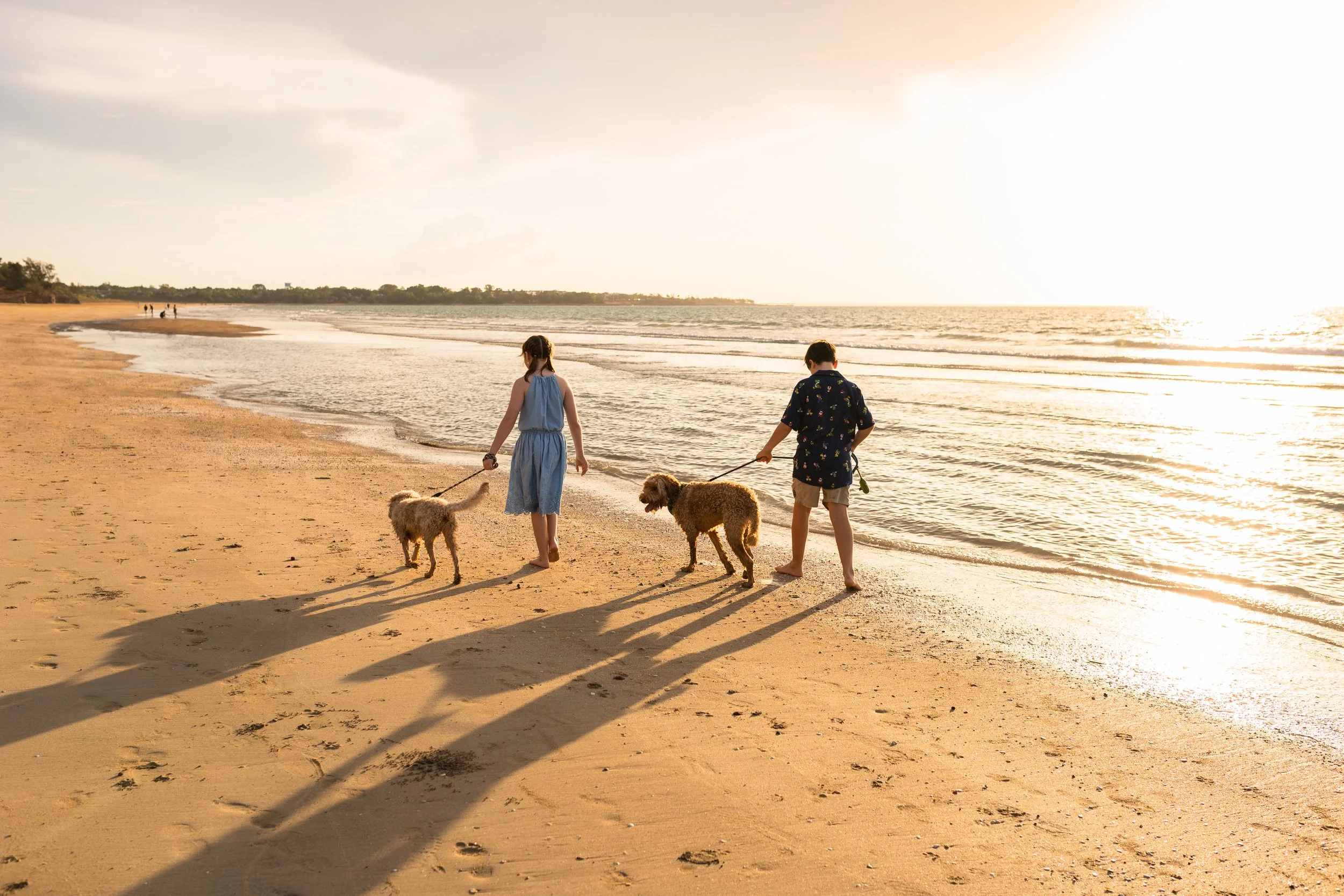 A boy and girl walking their dogs along the beach at sunset.