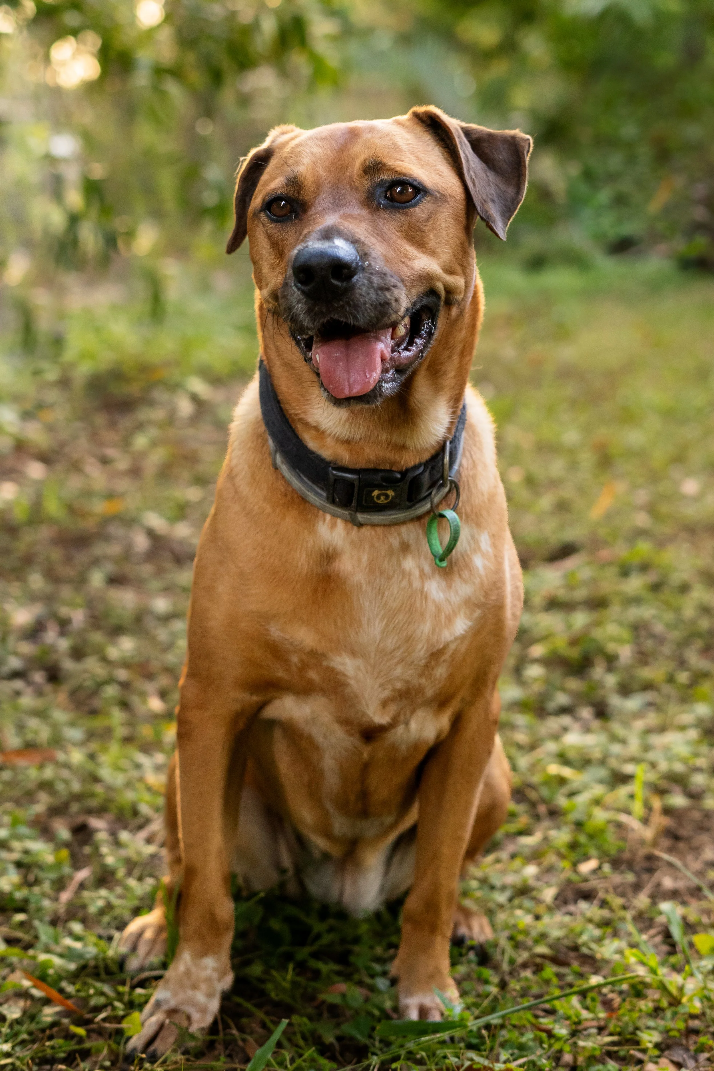 A happy brown dog with black ears and a white spot on its nose, sitting outdoors on grass with greenery in the background. The dog is wearing a black collar with a green tag, and has its mouth open with its tongue out.