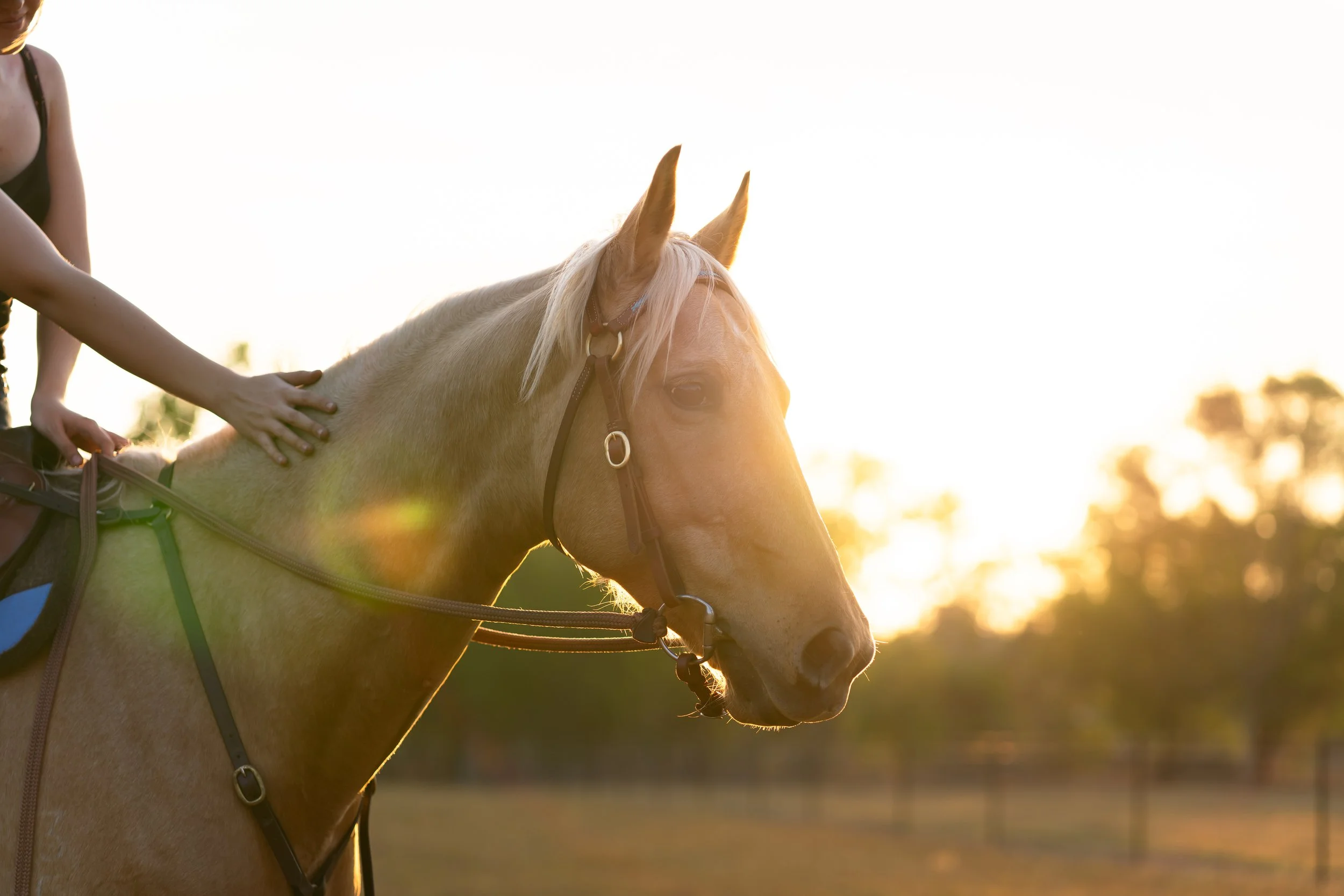 IGP Amy horse test shoot-61.jpg