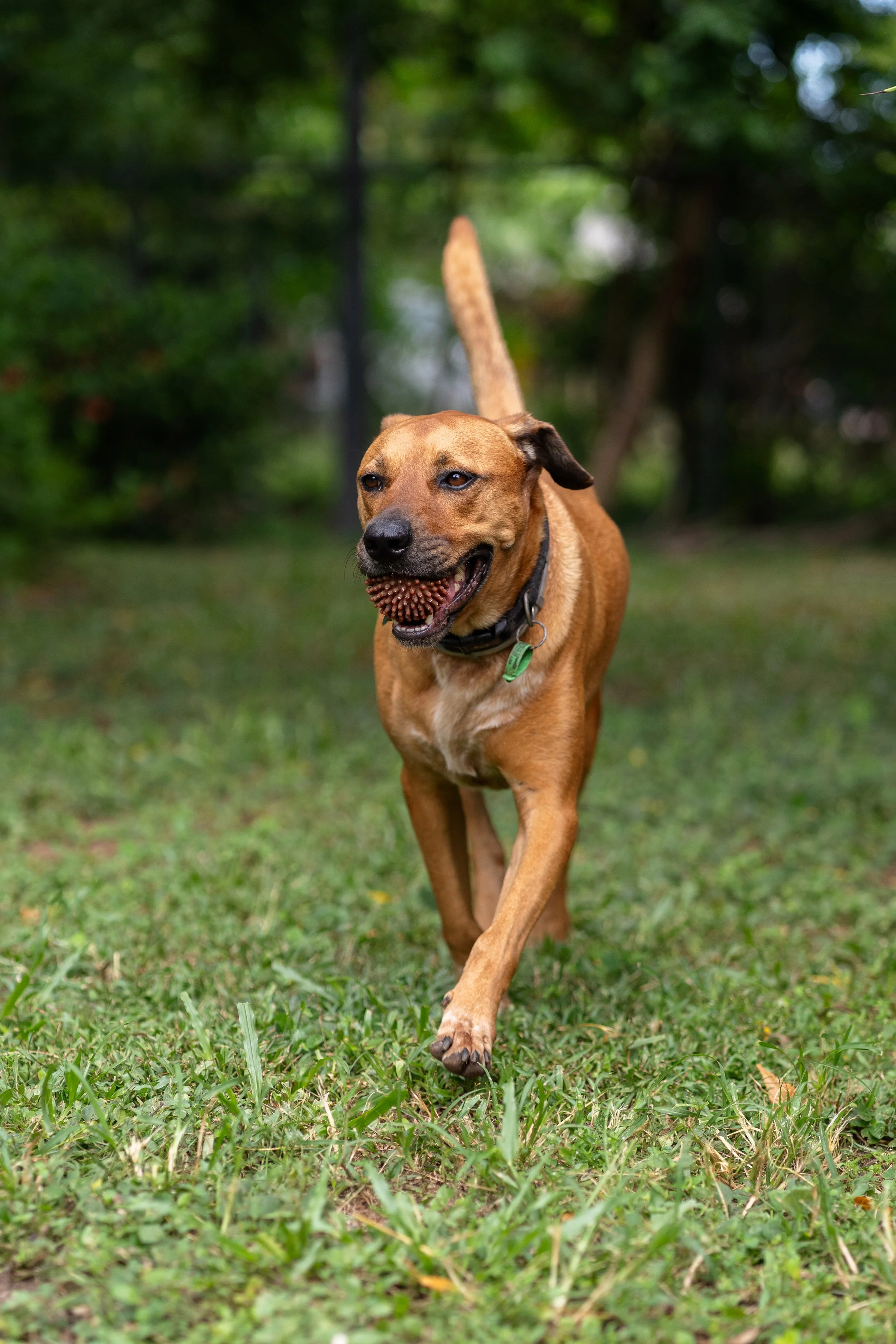 A brown dog running outdoors on green grass, carrying a ball in its mouth, with blurred trees and foliage in the background.