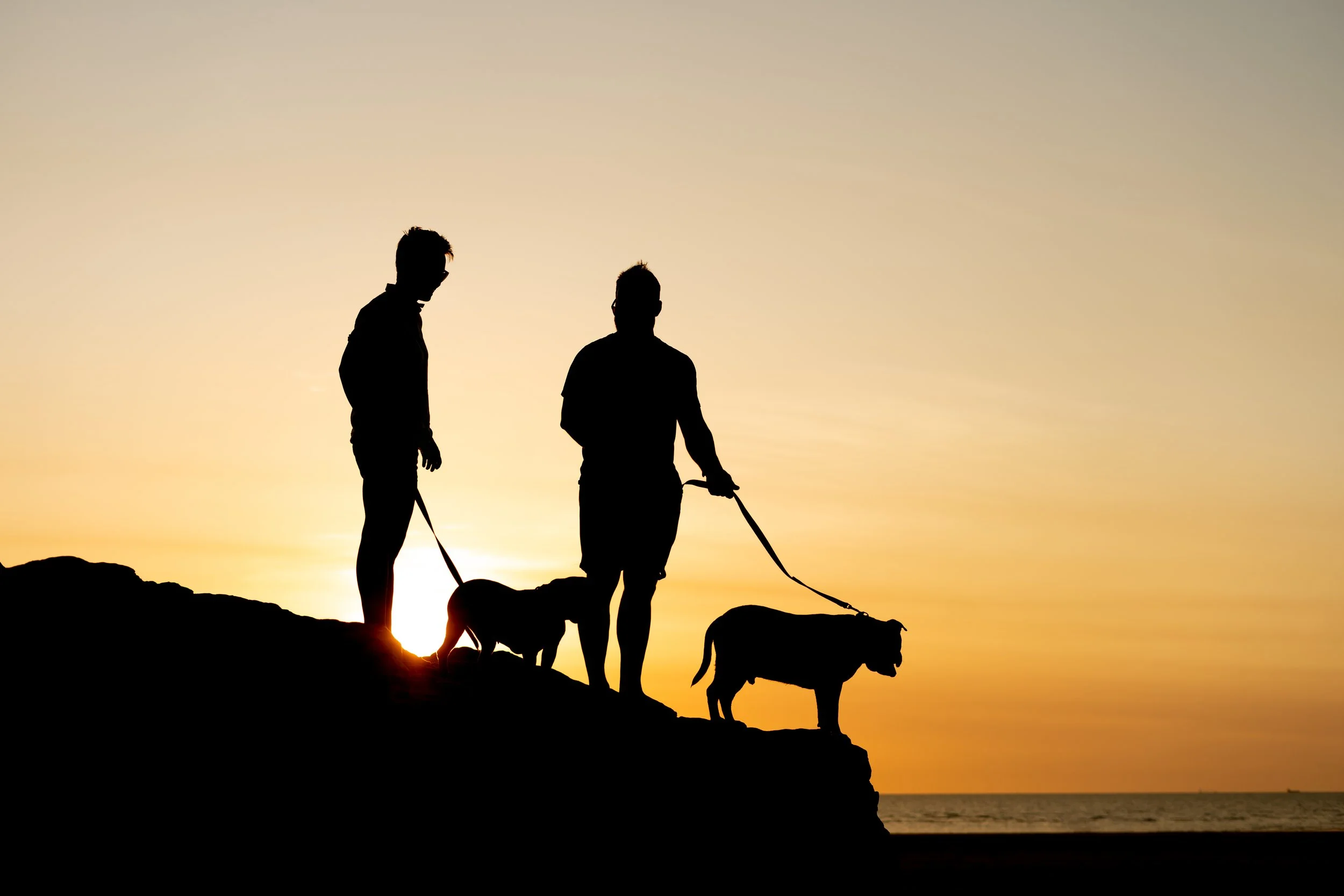 Two people and three dogs silhouetted against a sunset at the beach, standing on rocks.