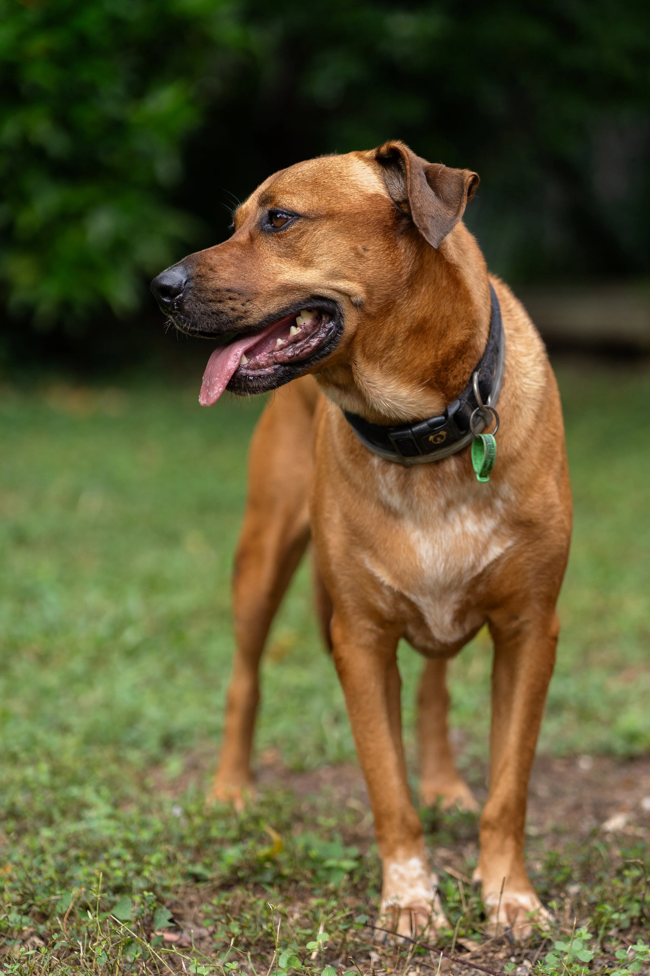 A brown dog with a black collar standing on grass with bushes in the background, tongue out, looking to the side.