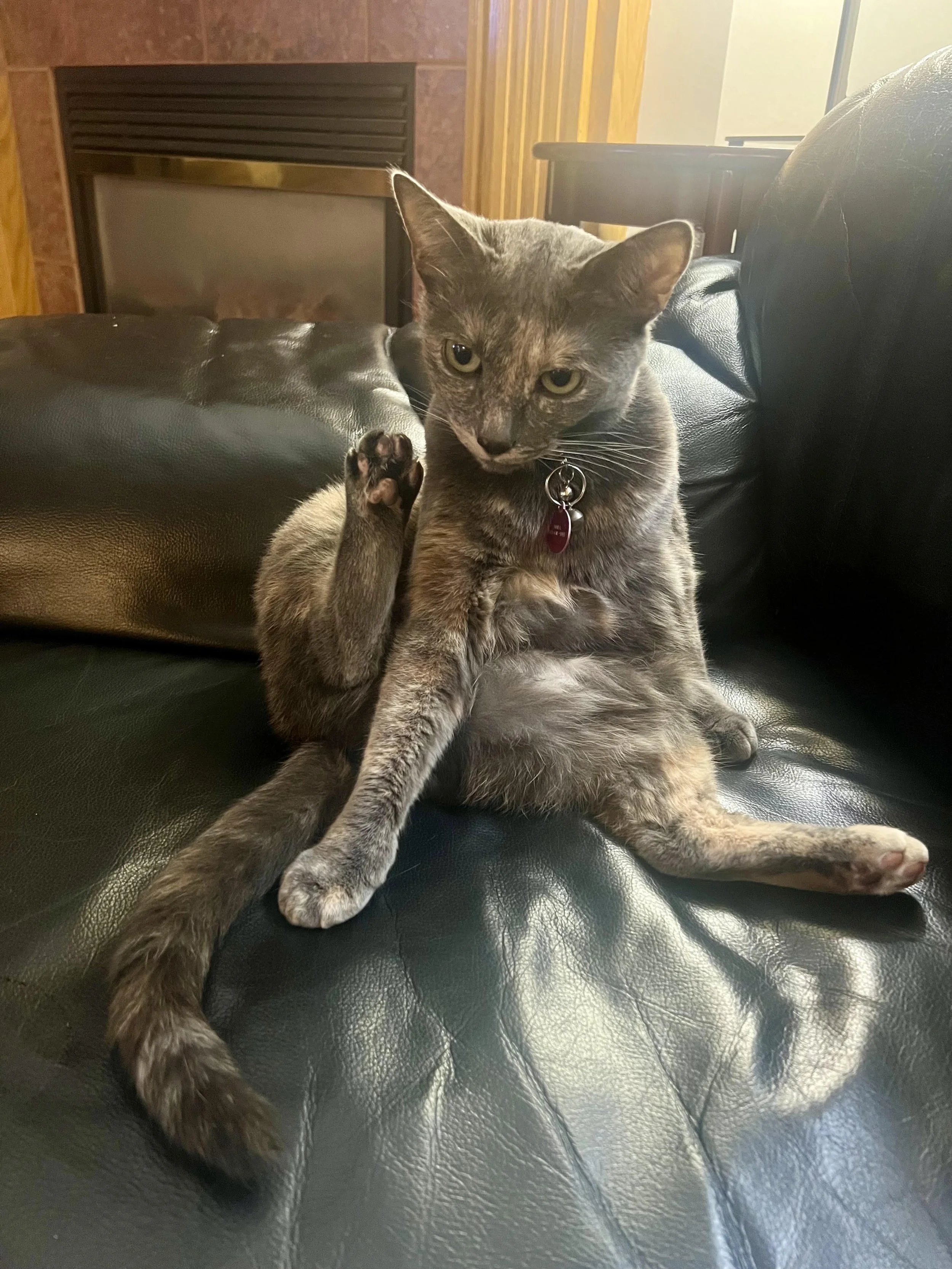 nala.jpg