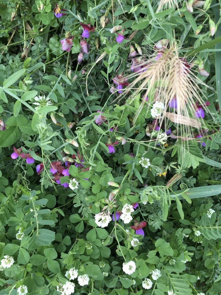 A close-up of wildflowers and green foliage, including purple and white flowers, with a background of grass and leaves.