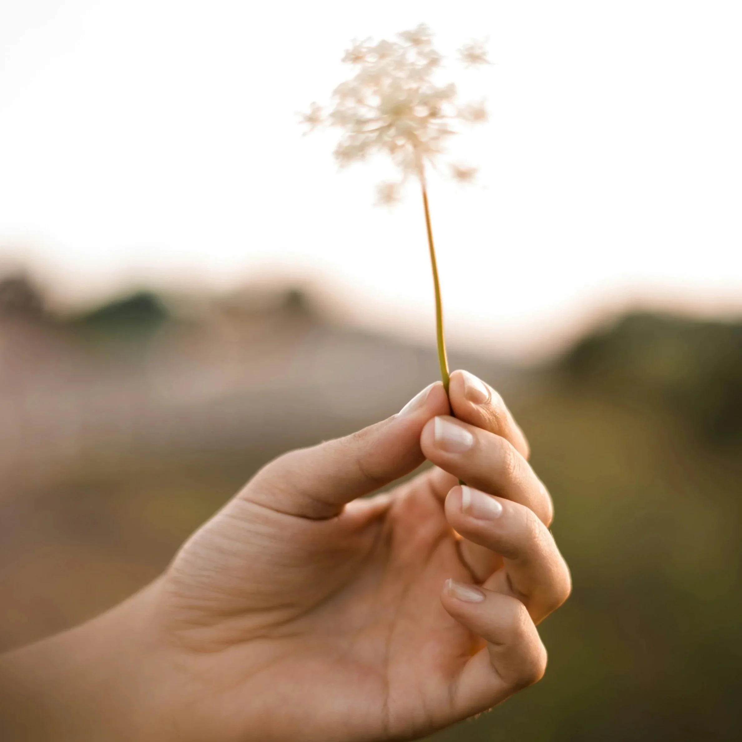 Close-up of a hand holding a delicate, dried wildflower against a softly blurred outdoor background.