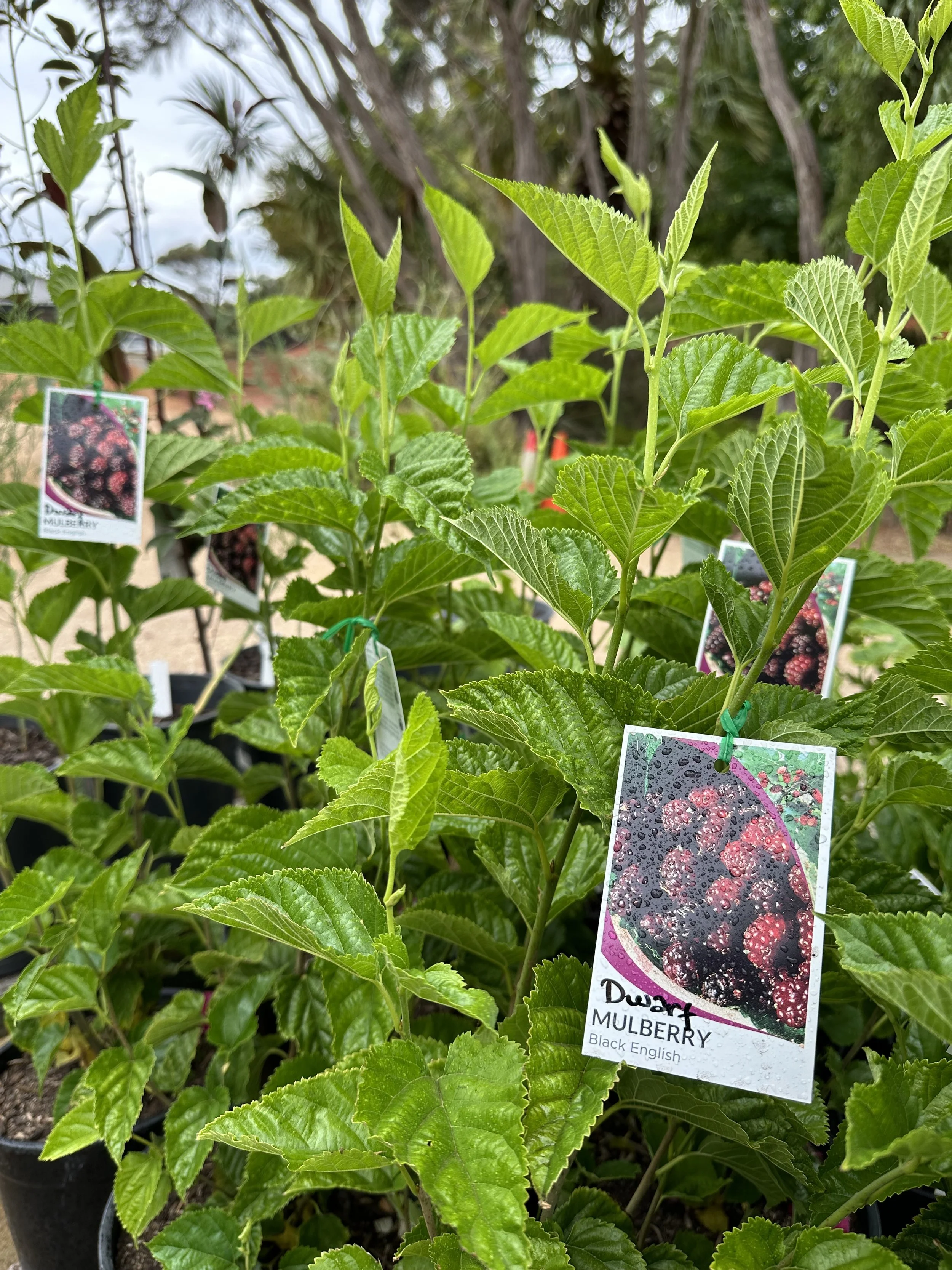 Potted blackberry plants with labels, growing outdoors under overcast sky.