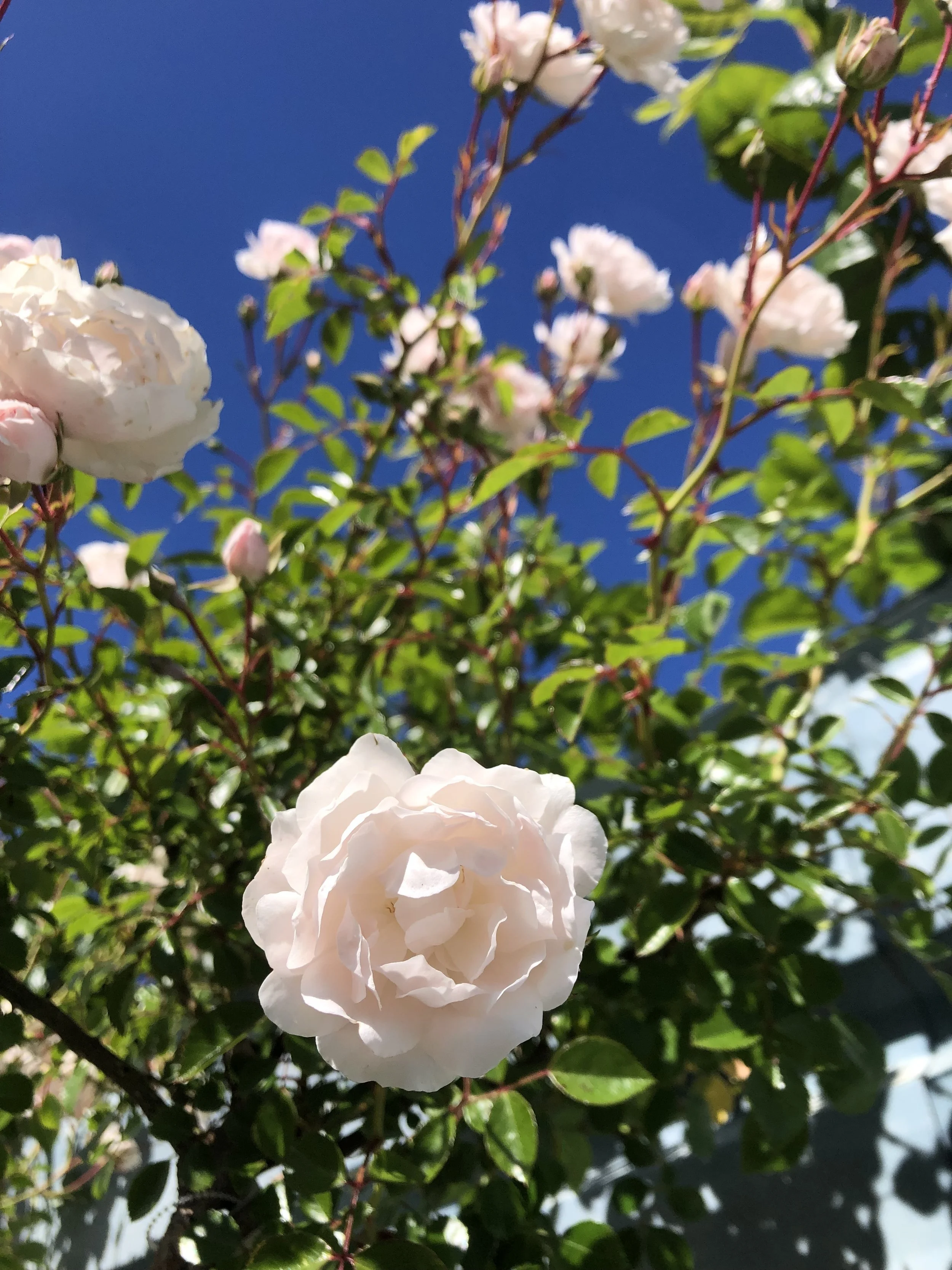 Close-up of white roses in bloom on a bush against a bright blue sky.