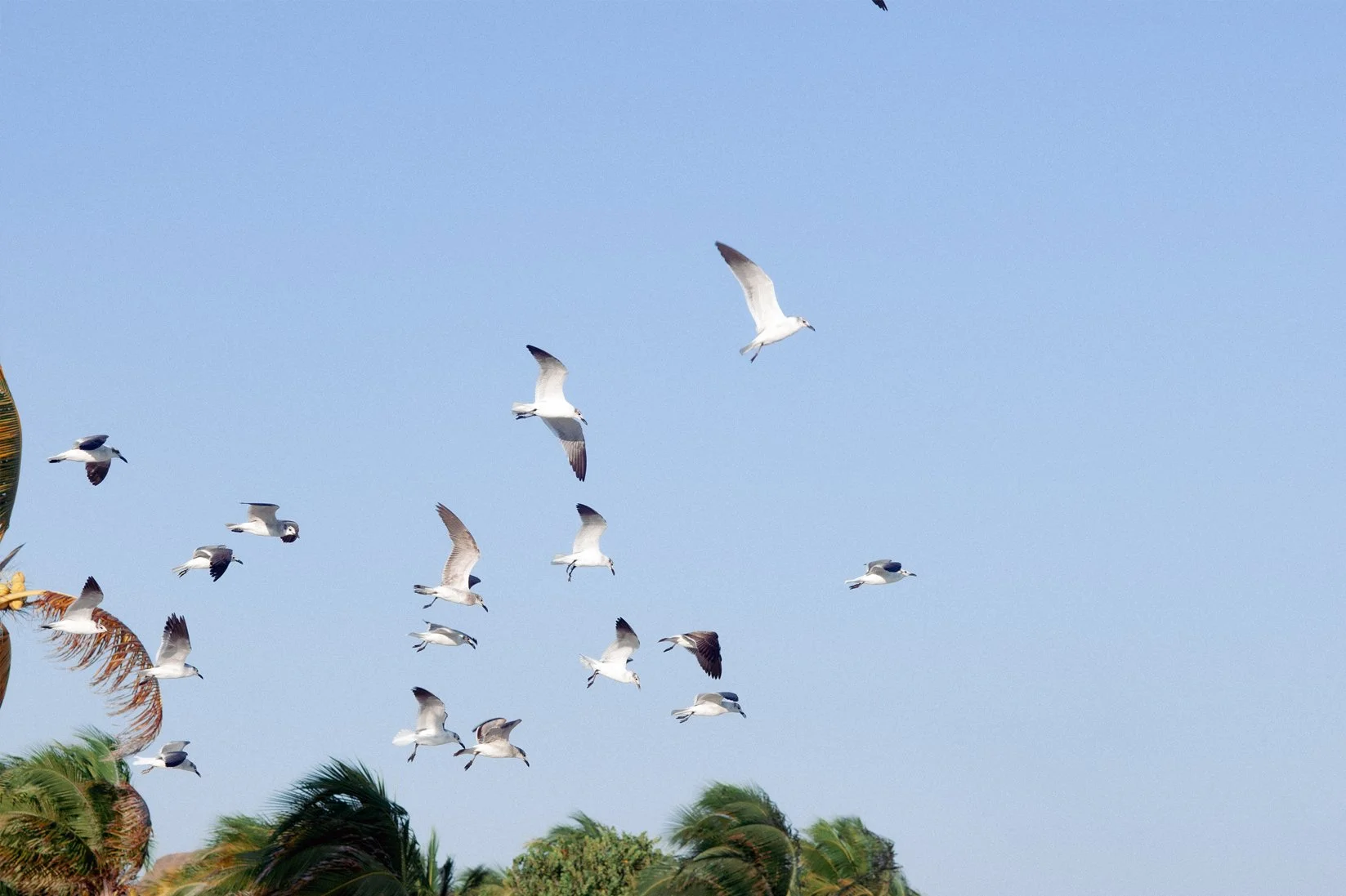 gaviotas.jpg