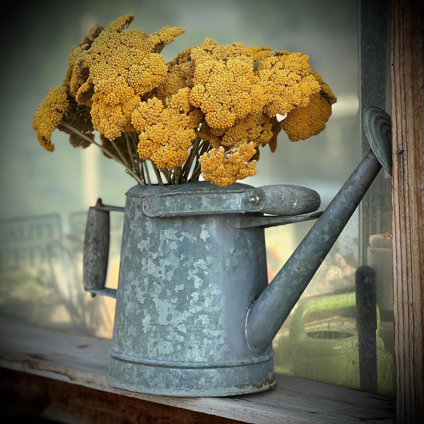 A watering can full of yarrow.