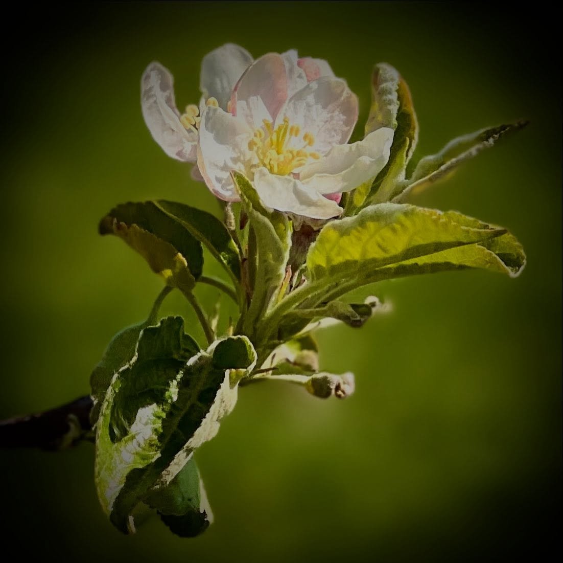 For context, I&rsquo;m taking us back to when the apple and pear trees were blossoming. I&rsquo;d forgotten to post the photos; here they are. SO beautiful. 😍
