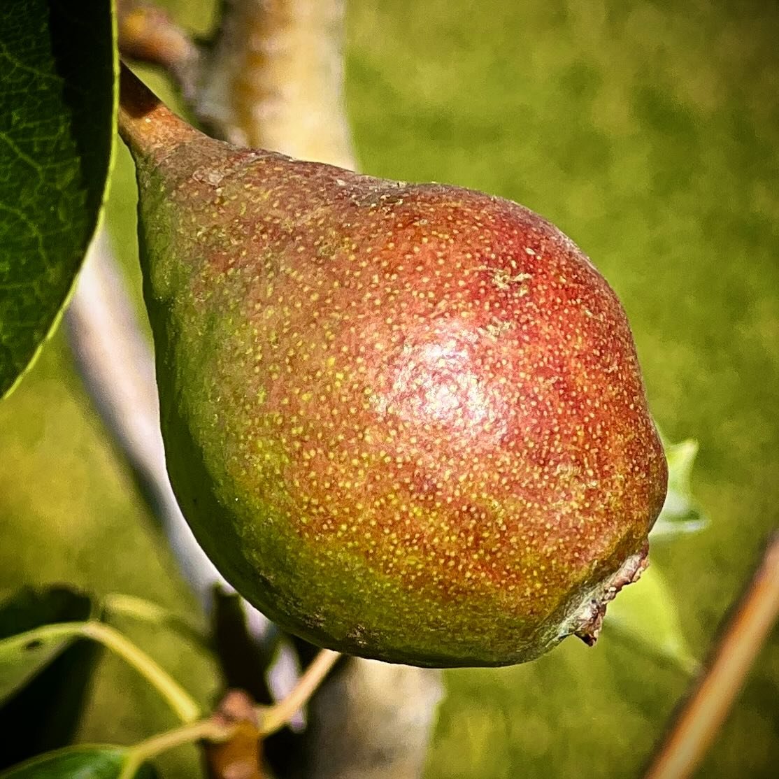 I forgot the pear trees! The new pears are also bearing fruit! And, each of the apple and pear trees in the front yard are grafted to produce a variety of different apples, pears.