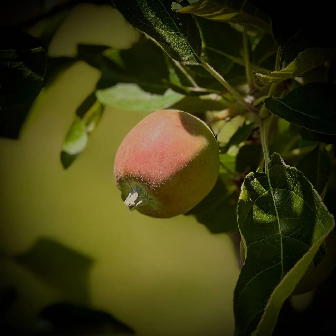 Apples are popping up on the young trees in the front yard.
