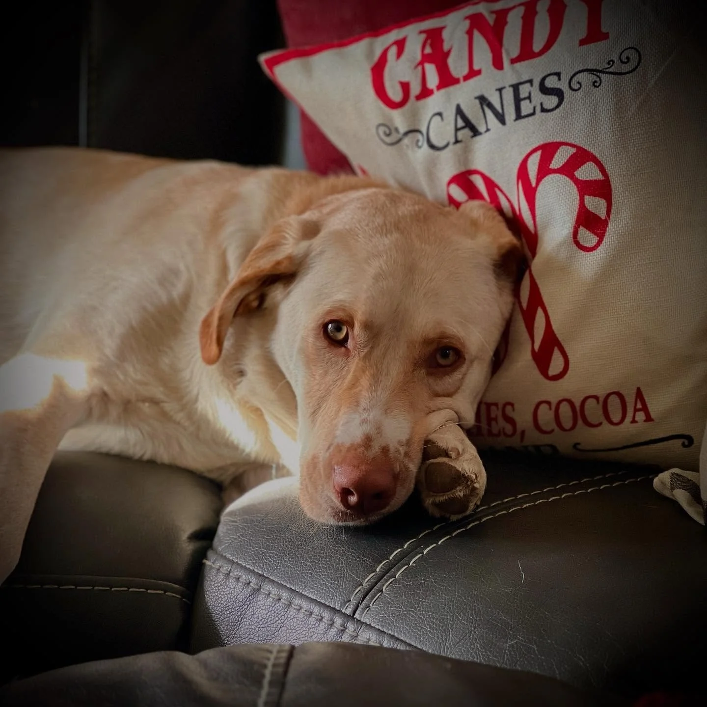 Merry Baileymas! 🎄