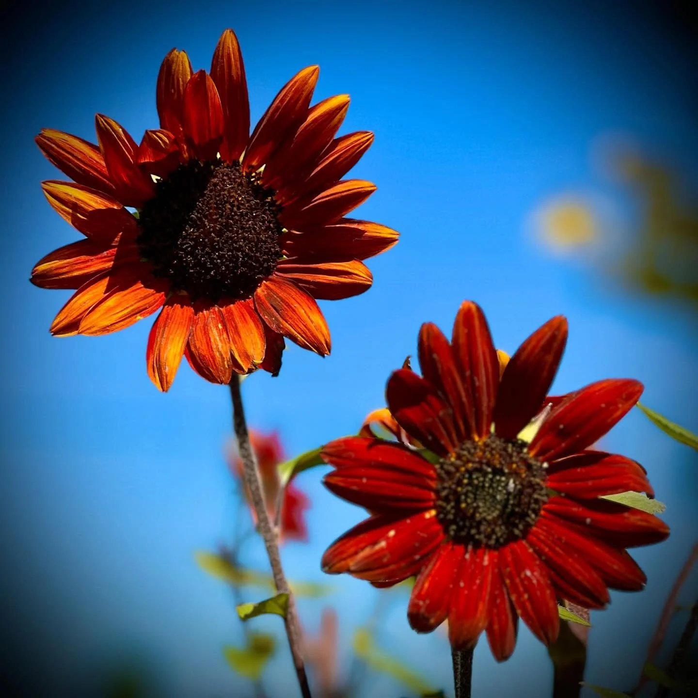 Could AUTUMN be just around the corner? 🌻