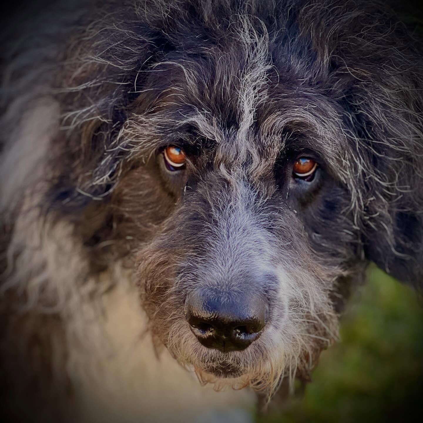 The face of a Sully. ❤️