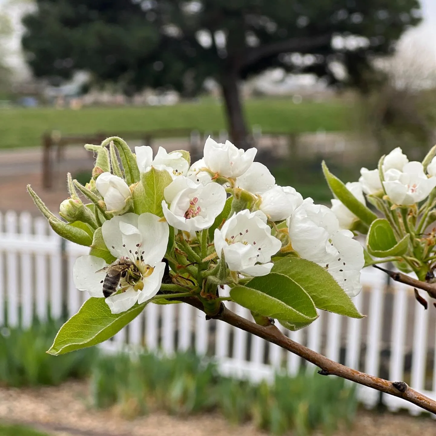 Pear tree is budding!